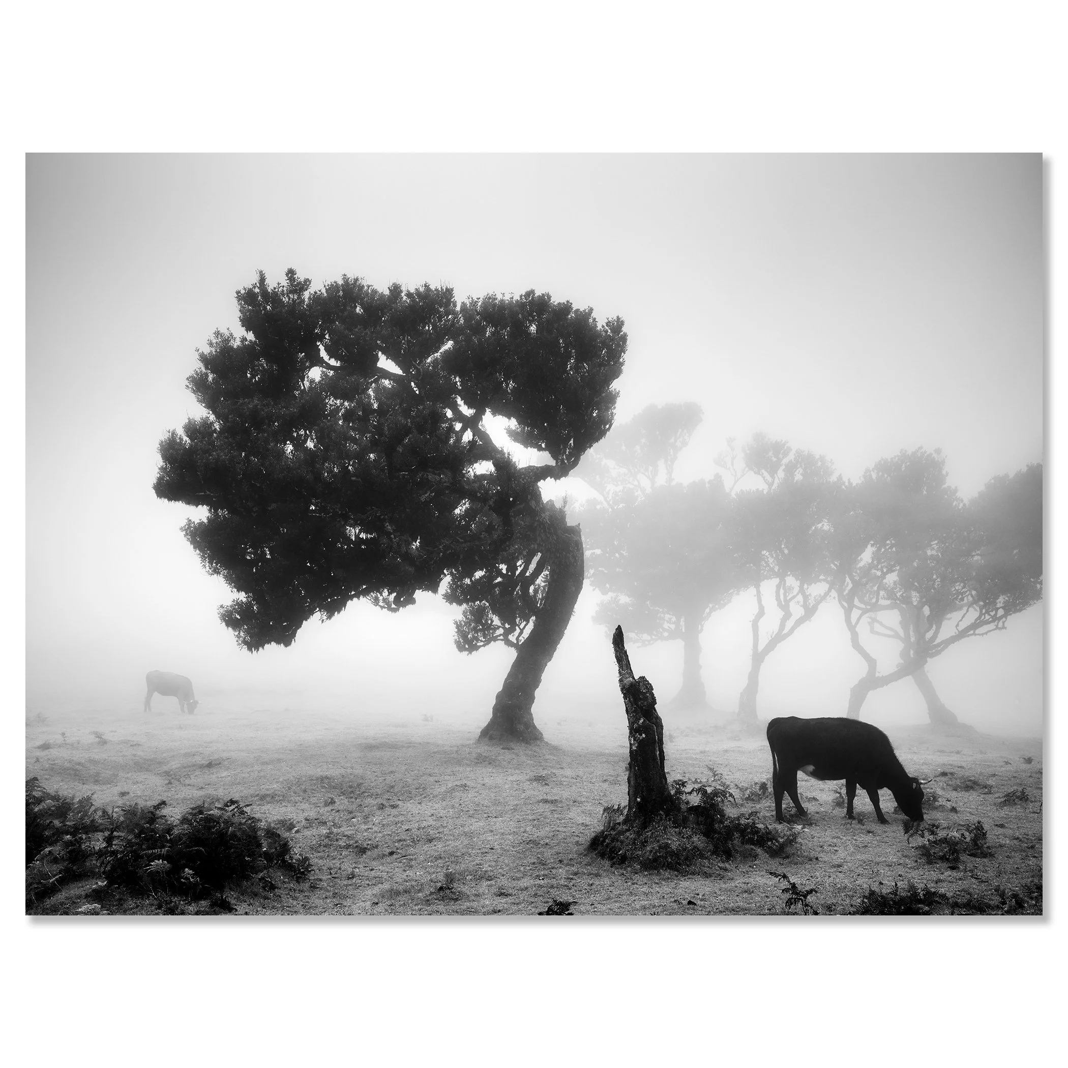 Black-and-white photo of a cow grazing in fog beside a wind-bent tree in Fanal Forest, Madeira – dibond frameless