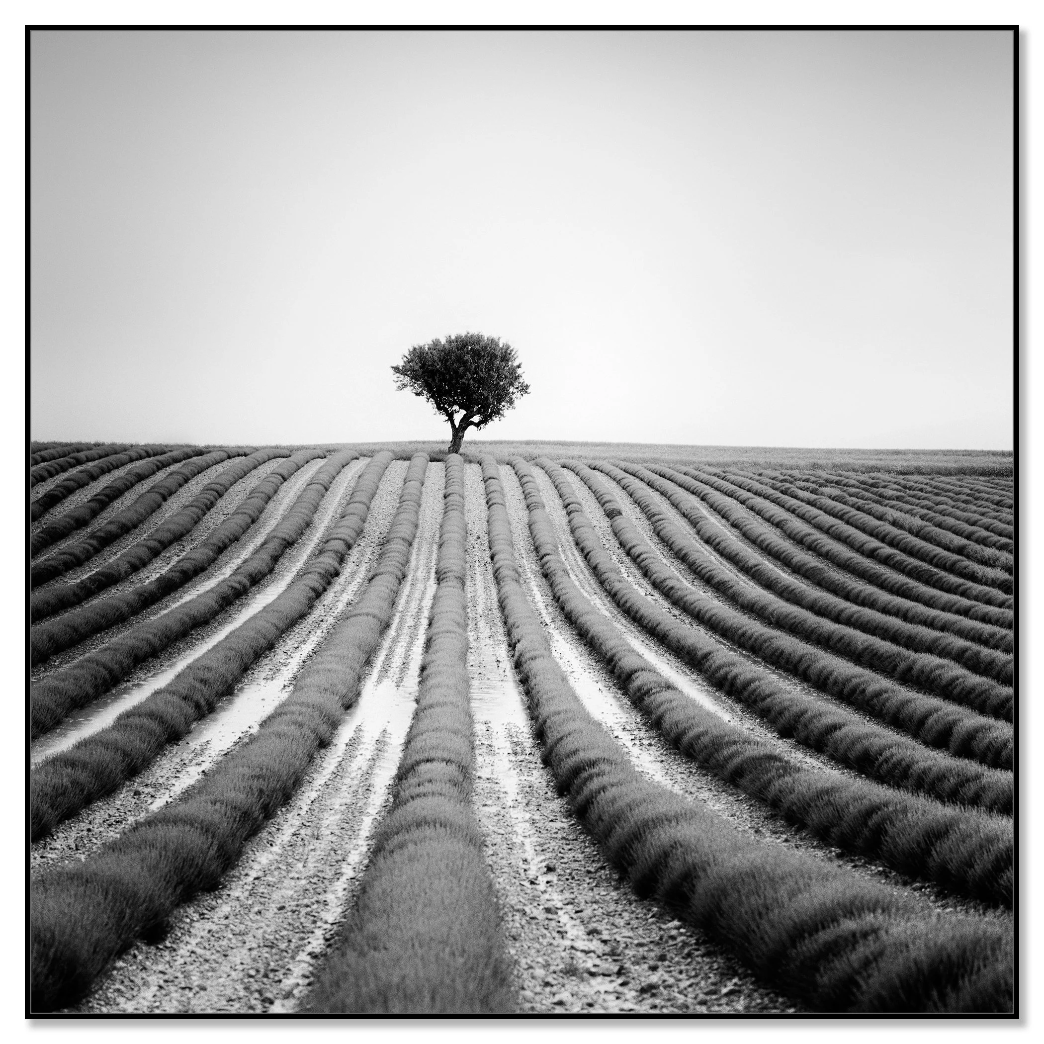 Lonely Tree in Lavender – France, black-and-white photograph on Dibond in a black aluminium ArtBox.