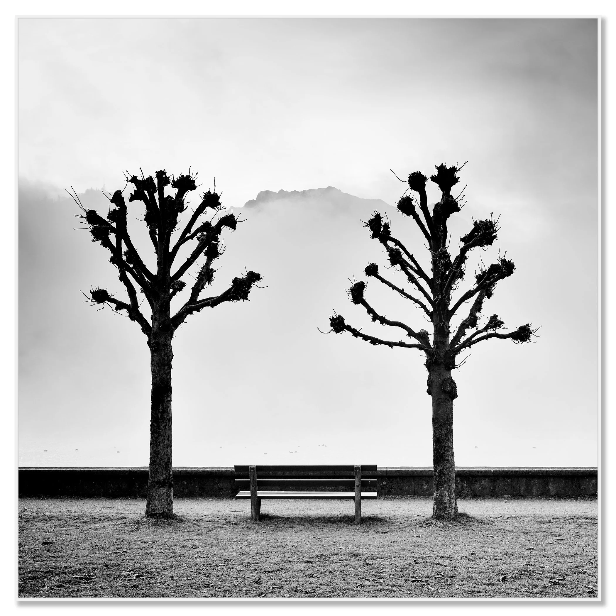 Chestnut Trees Along the Promenade by Gerald Berghammer, black-and-white Dibond print in a white aluminium ArtBox frame. 6. Black Frame