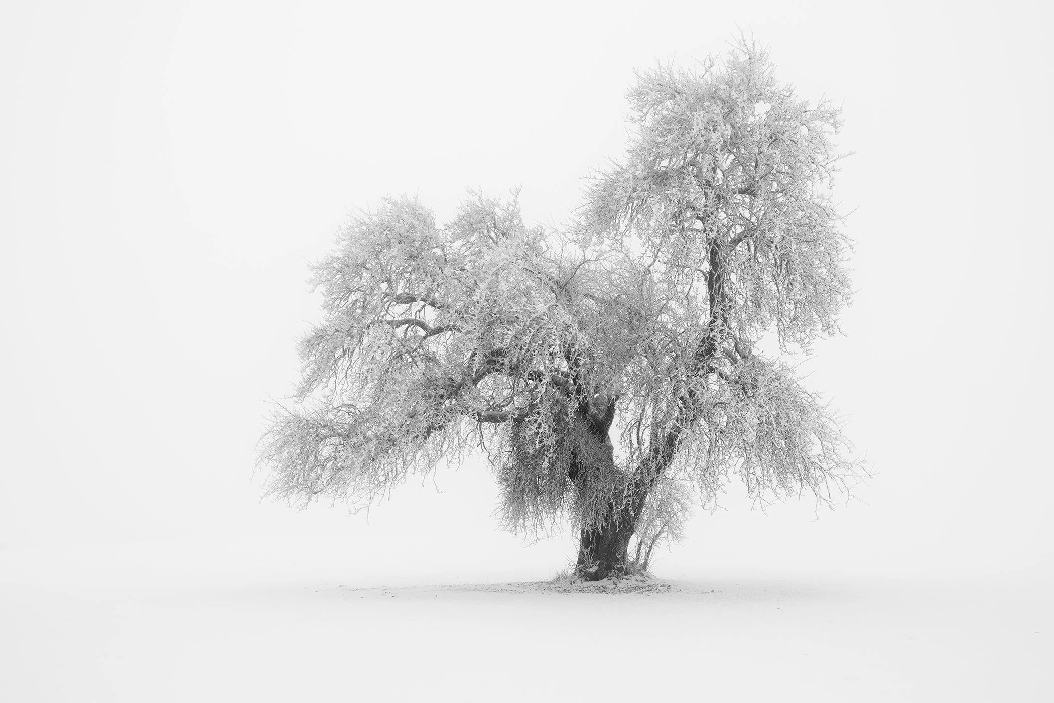 Minimalist winter landscape photo by Gerald Berghammer, featuring a lone tree covered in frost against a soft white background.