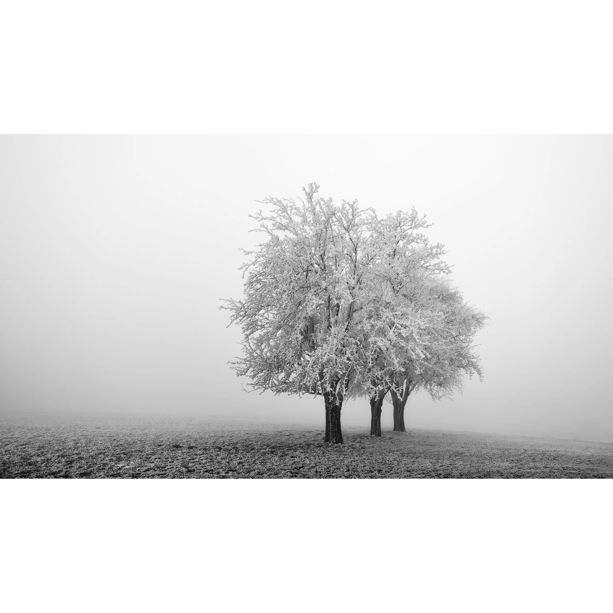Frozen Apple Trees Panorama Study 1, frost-covered apple trees in a misty Austrian winter landscape by Gerald Berghammer.