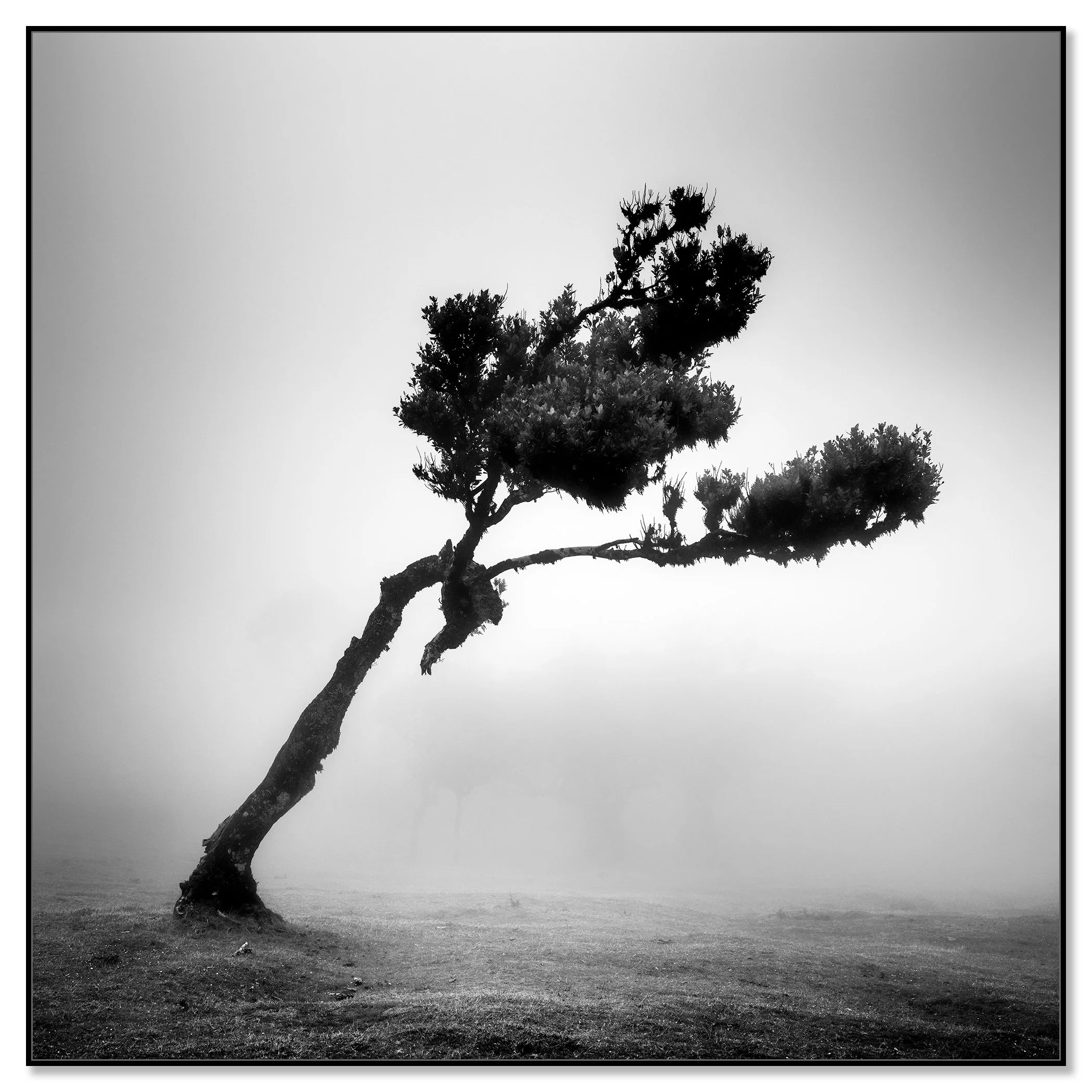 Black-and-white photograph of a windswept tree standing alone in a misty landscape – framed ArtBox black