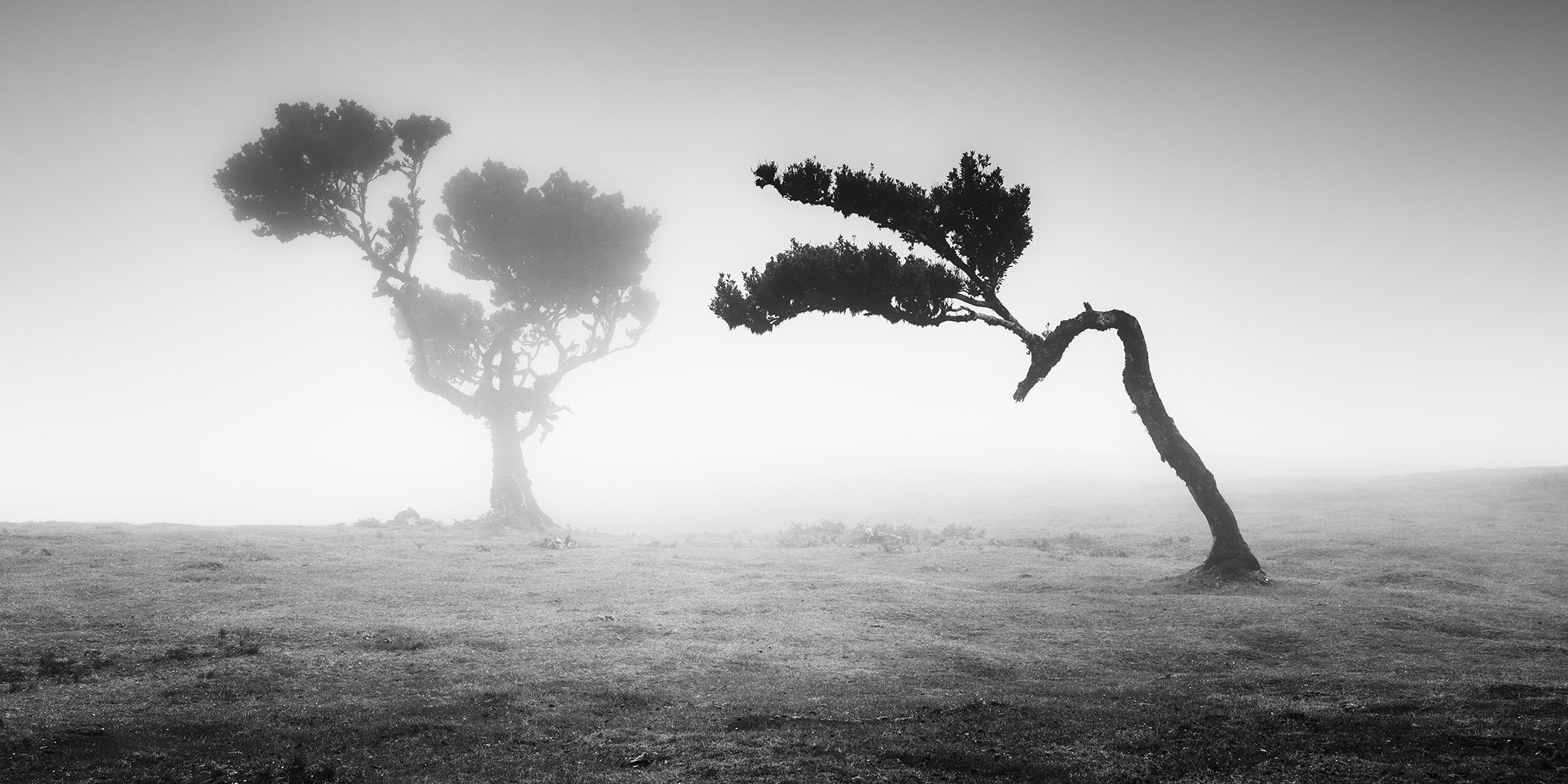 Black-and-white panorama of two ancient laurel trees in mist at Fanal Forest, Madeira, Portugal, by Gerald Berghammer.