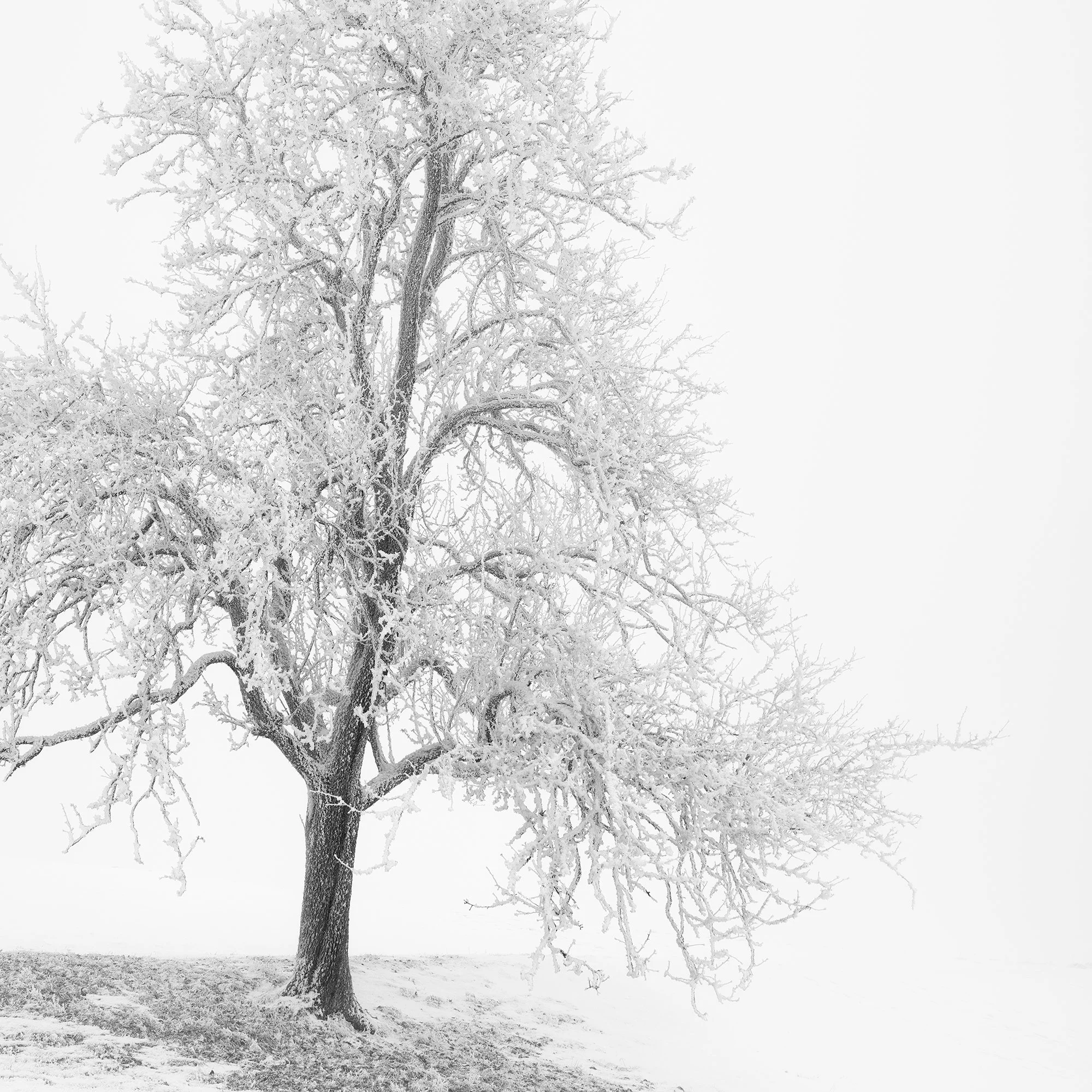 Close-up of the delicate hoarfrost and branches in Frosted Winter Tree – Austria by Gerald Berghammer.
