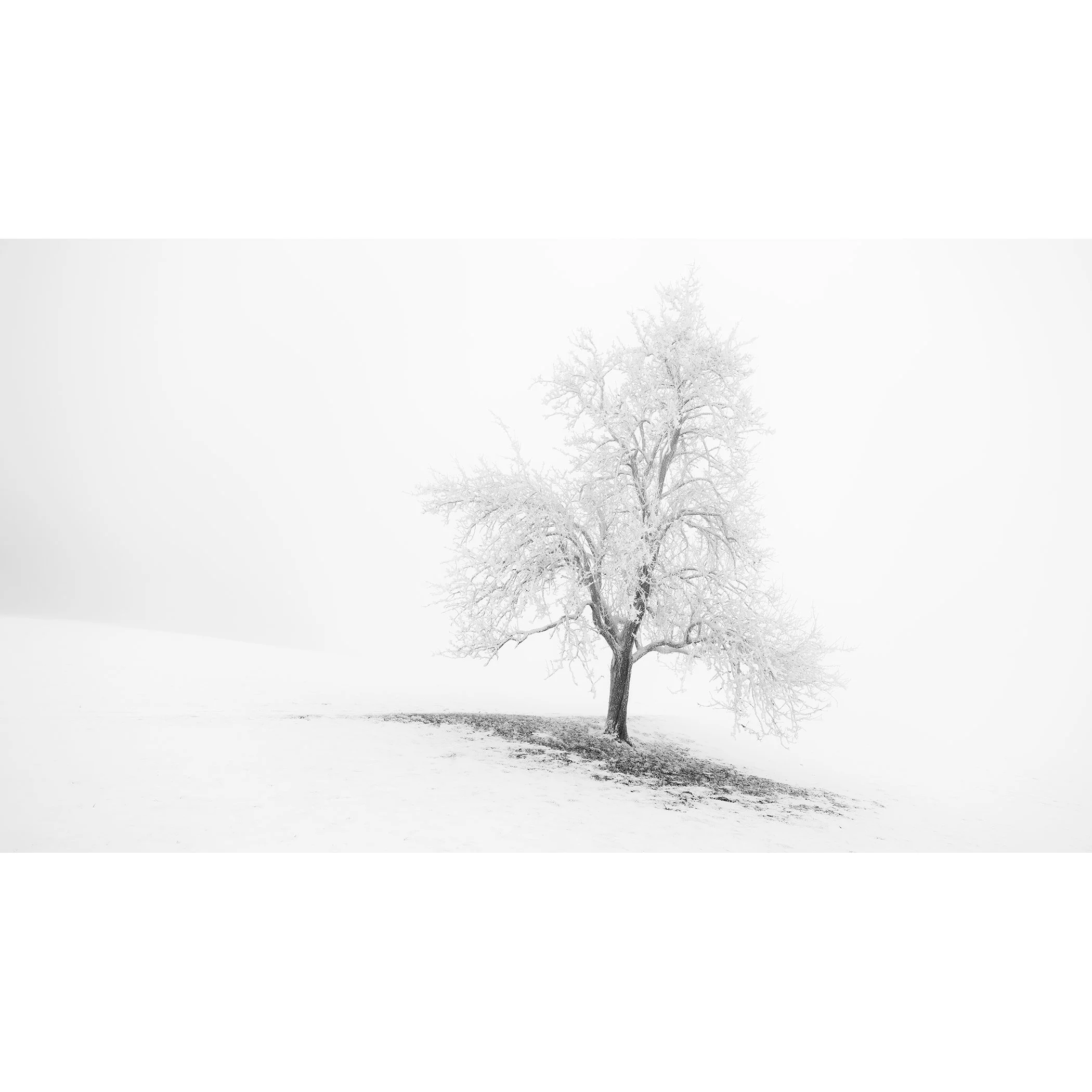 Black-and-white fine art photograph of a solitary frost-covered tree on a snowy hillside in Austria by Gerald Berghammer