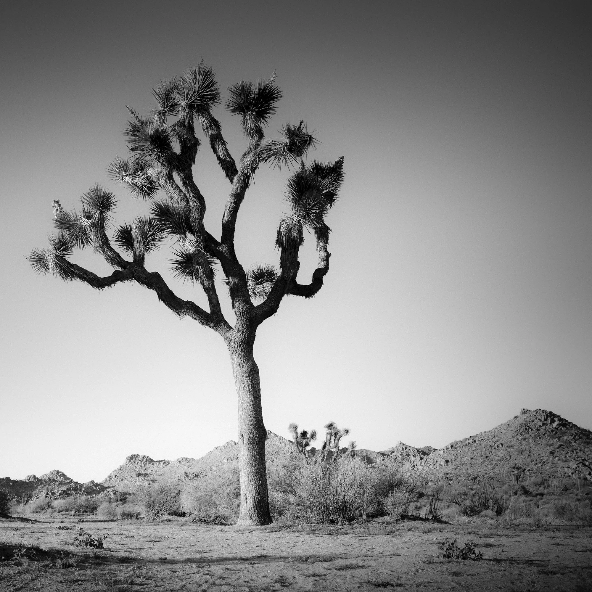 © 2015 Gerald Berghammer - Black and white minimalist photograph of a tall desert Joshua tree with mountains in the background. Print detail 2