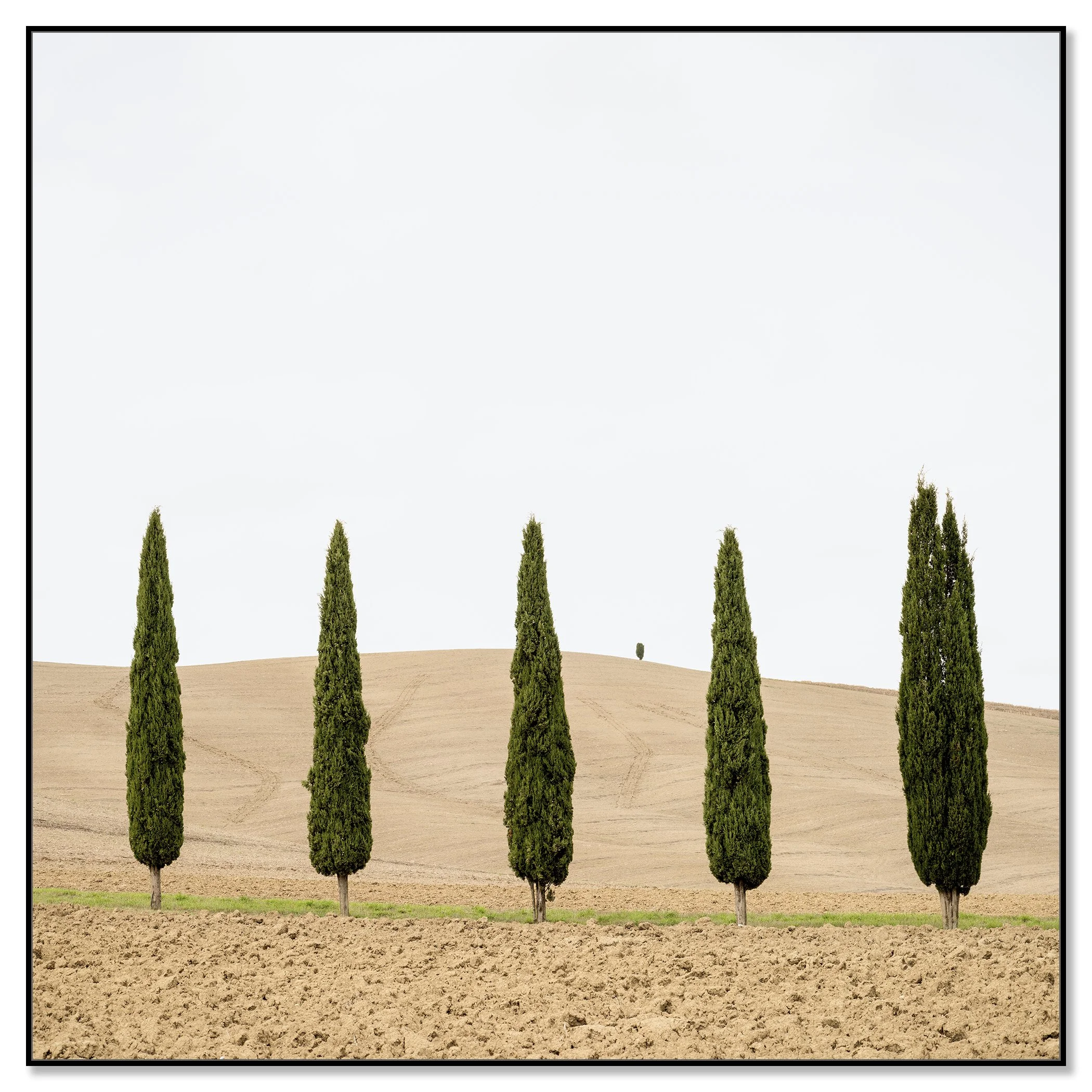 Harvest Field with Cypresses – Tuscany, Italy, colour photograph mounted on Dibond in a black aluminium ArtBox frame.