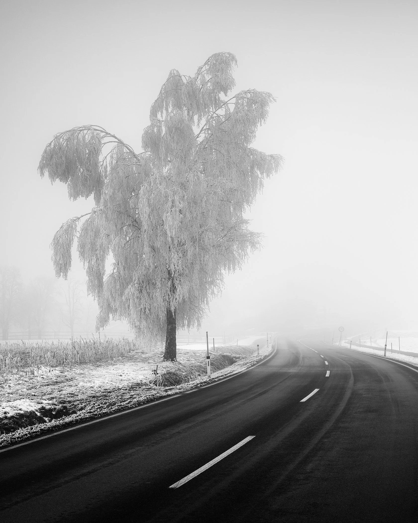Frozen Birch Tree Study 2 by Gerald Berghammer, black-and-white photograph of a frost-covered birch beside a country road disappearing into winter fog in Austria.