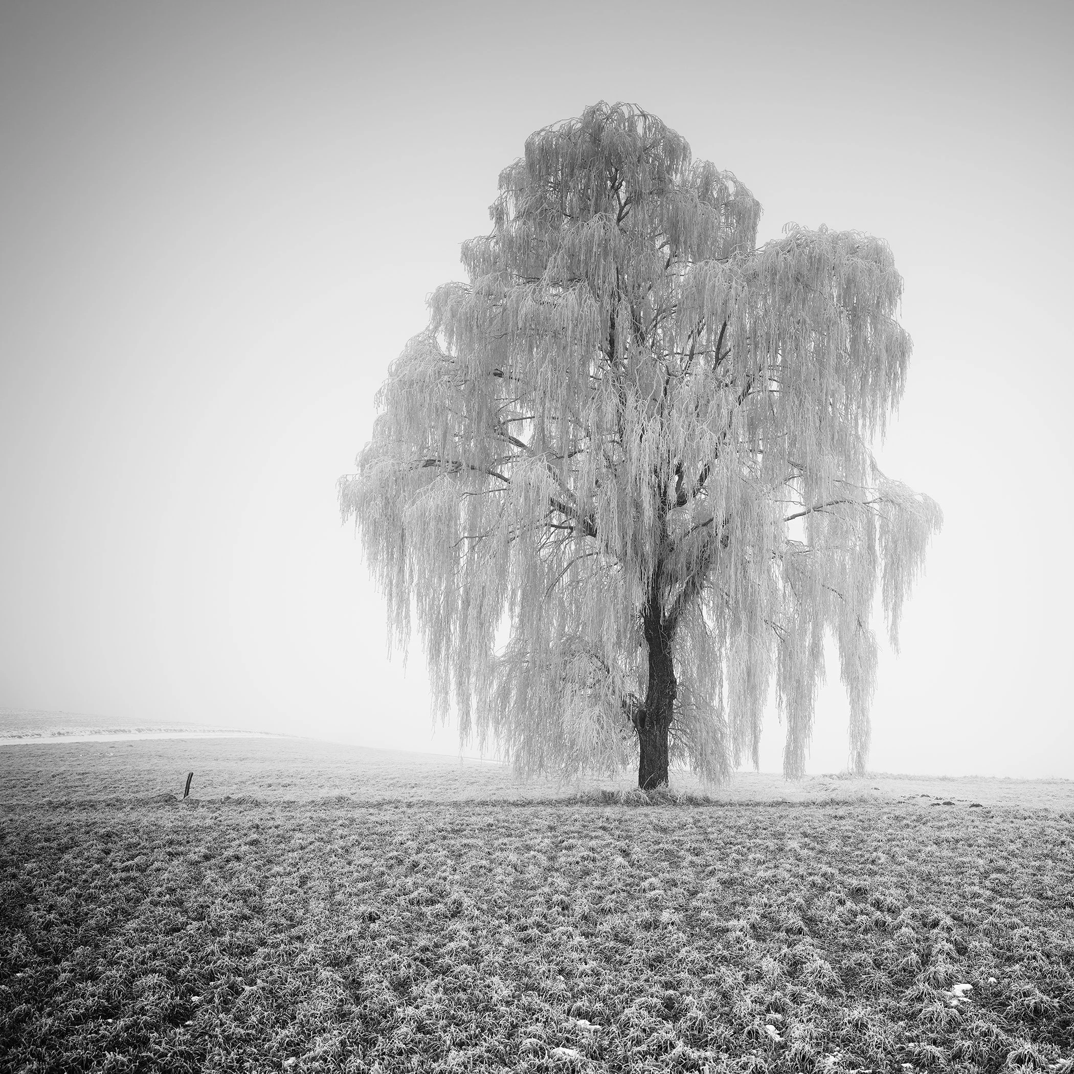 Frozen Willow Tree Study 1 by Gerald Berghammer, black-and-white photograph of a solitary frost-covered willow tree in a misty winter field in Austria.