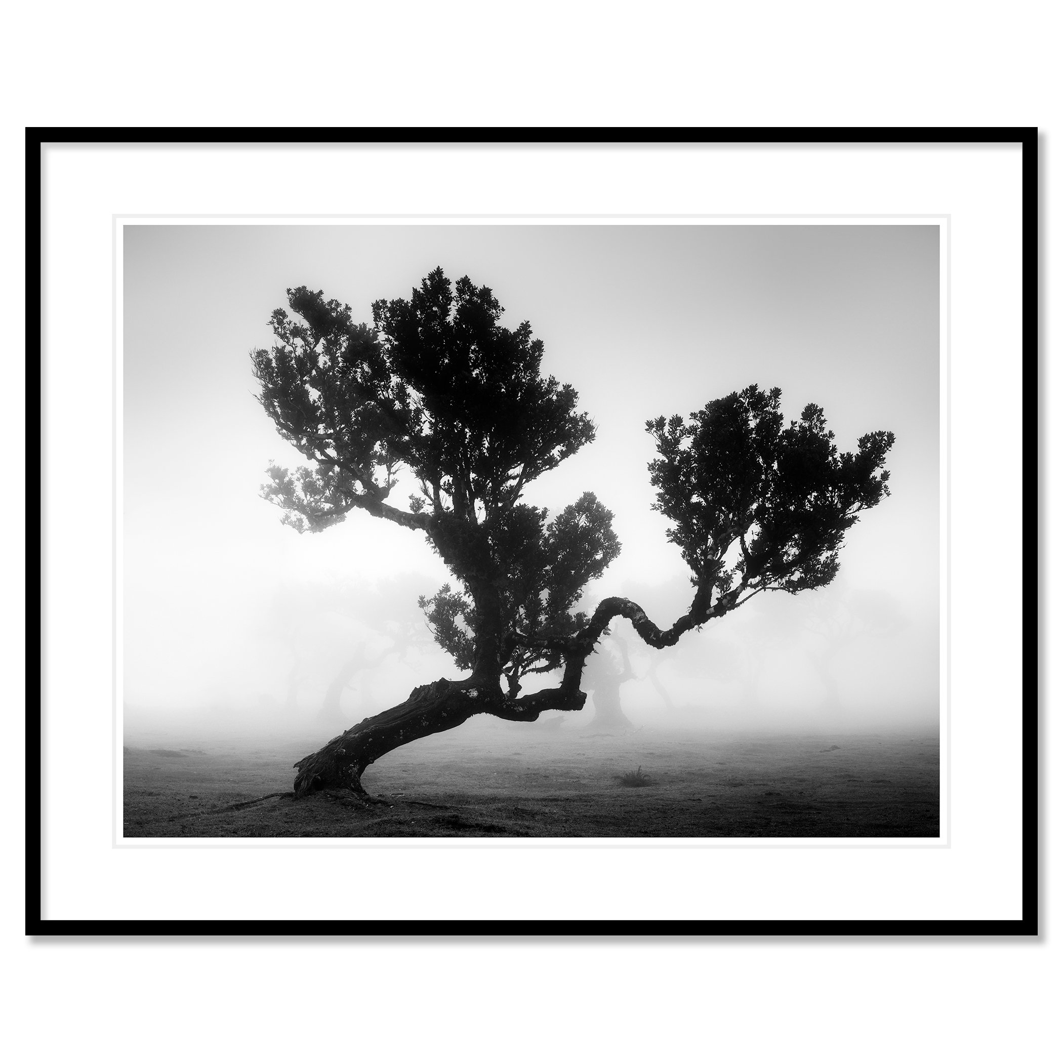 Ancient Laurisilva Forest, Study 3 by Gerald Berghammer, archival black-and-white photograph in a black aluminium frame with a white mount.