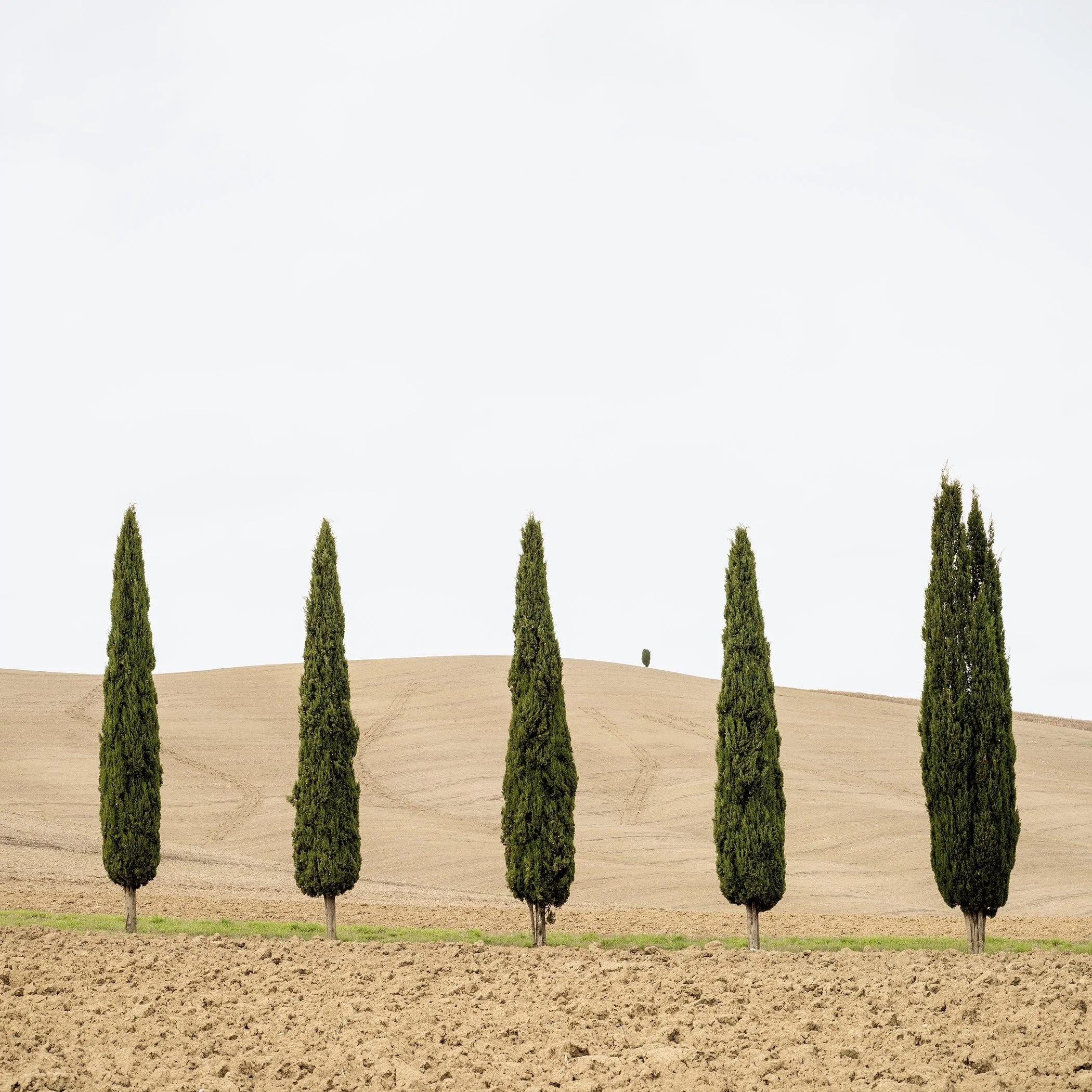Dark green cypress trees in an open Tuscan harvest field with gentle beige hills, colour photograph by Gerald Berghammer.