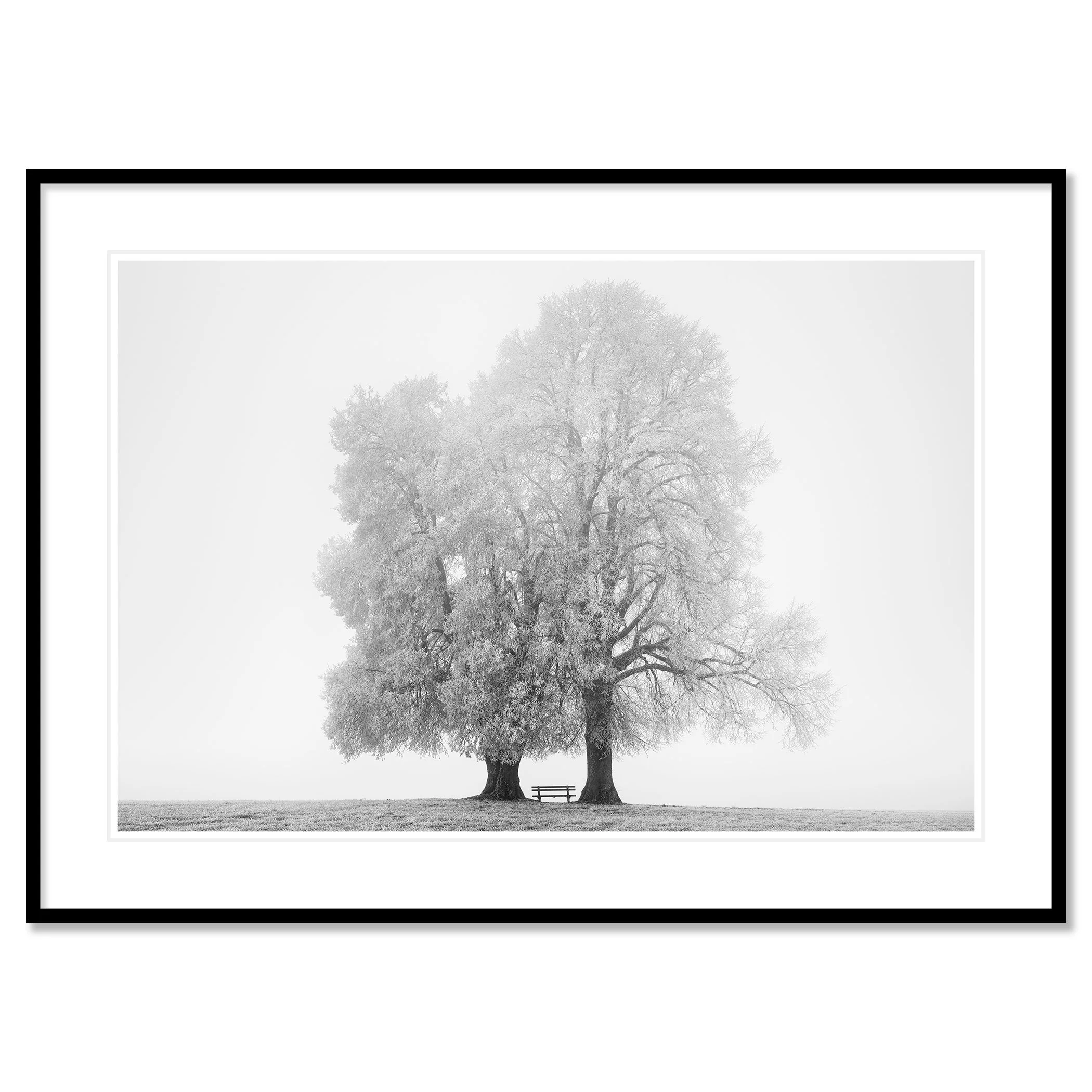Gerald Berghammer - Black and white snow landscape photography. Two large, leafless trees with a small bench between them on a grassy field. Classic framed black