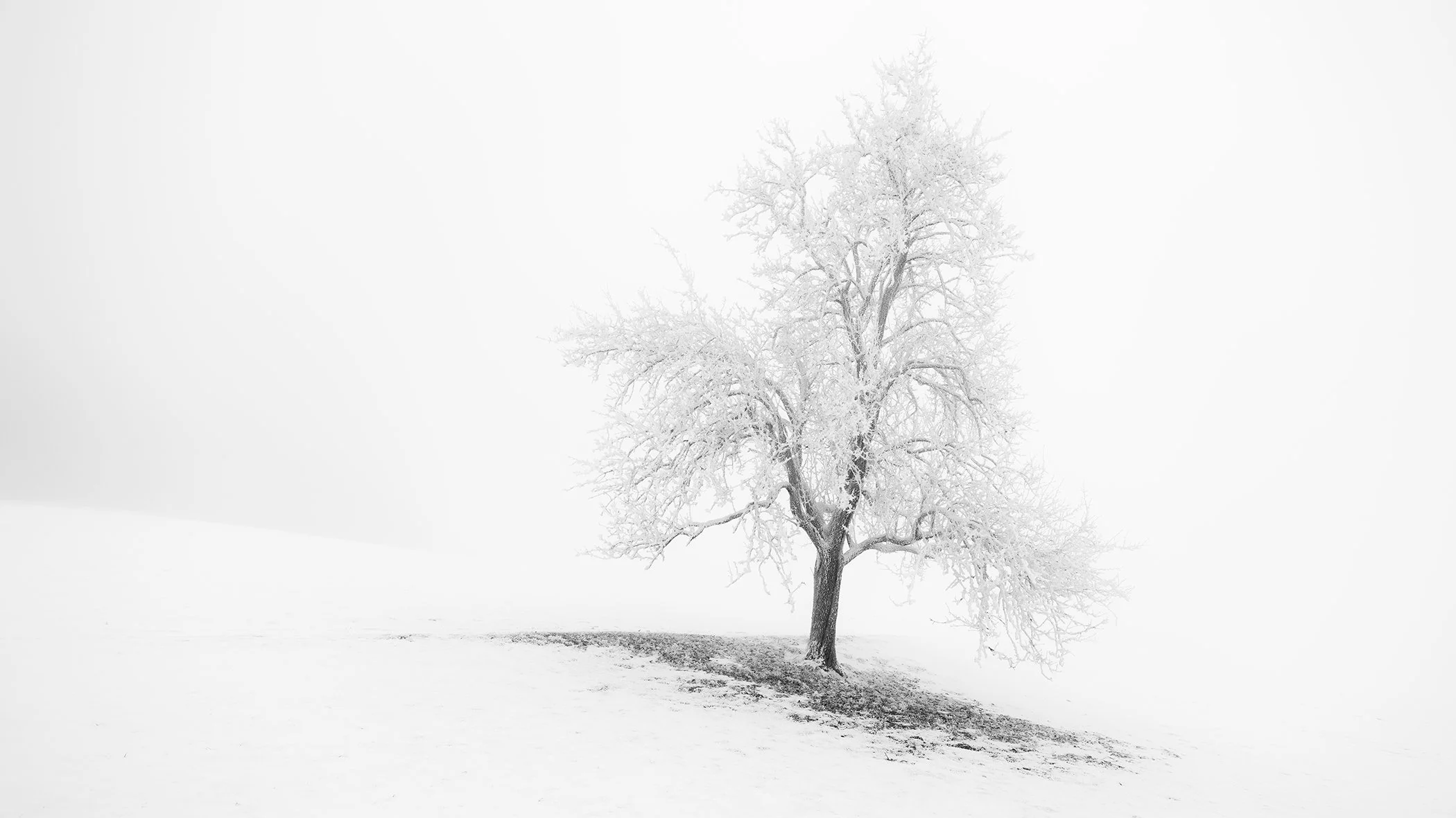 Minimalist winter landscape photograph showing a frost-covered tree standing alone in snow and mist, by Gerald Berghammer