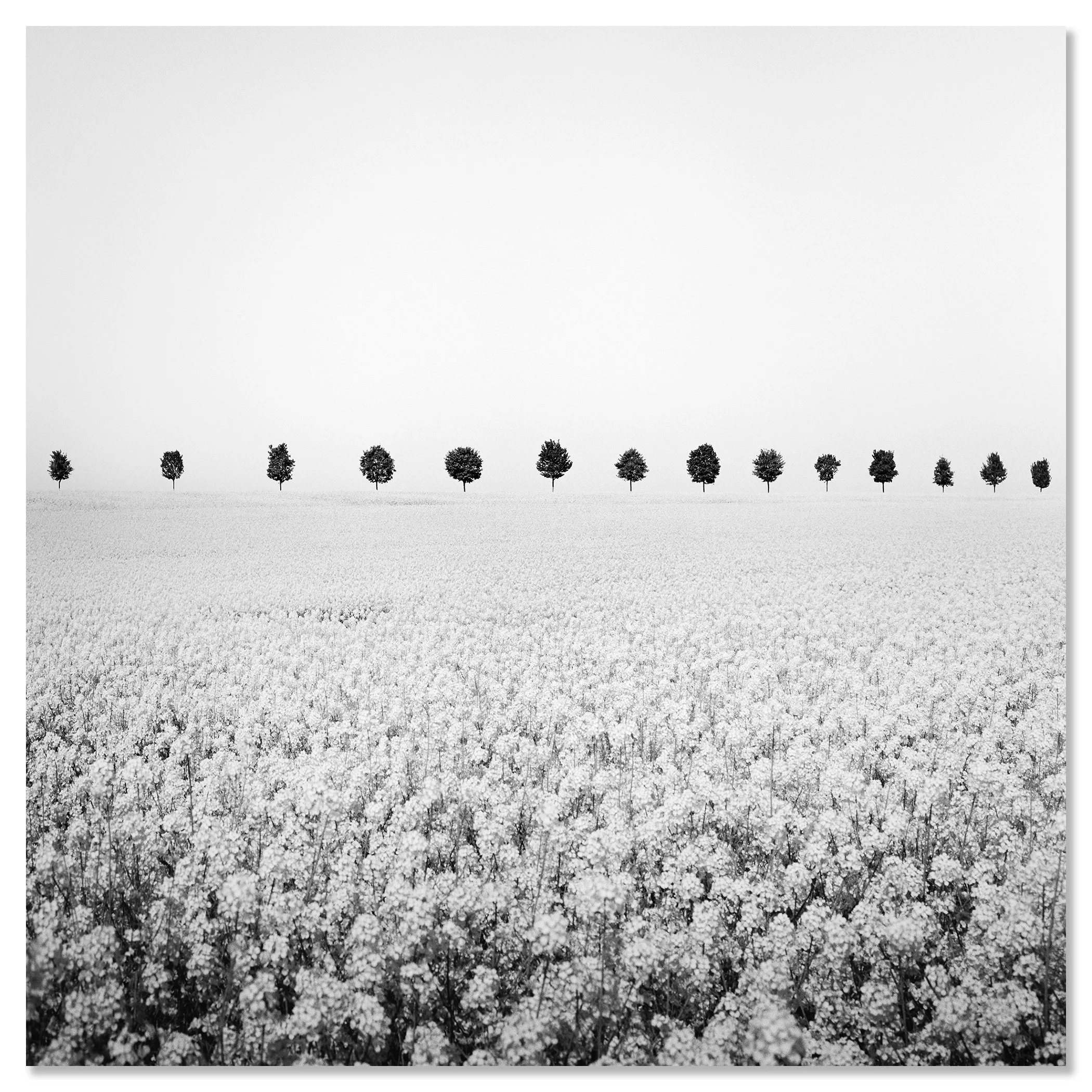 Brassica Napus Study 1 shown as a frameless black-and-white artwork mounted on aluminium Dibond by Gerald Berghammer.