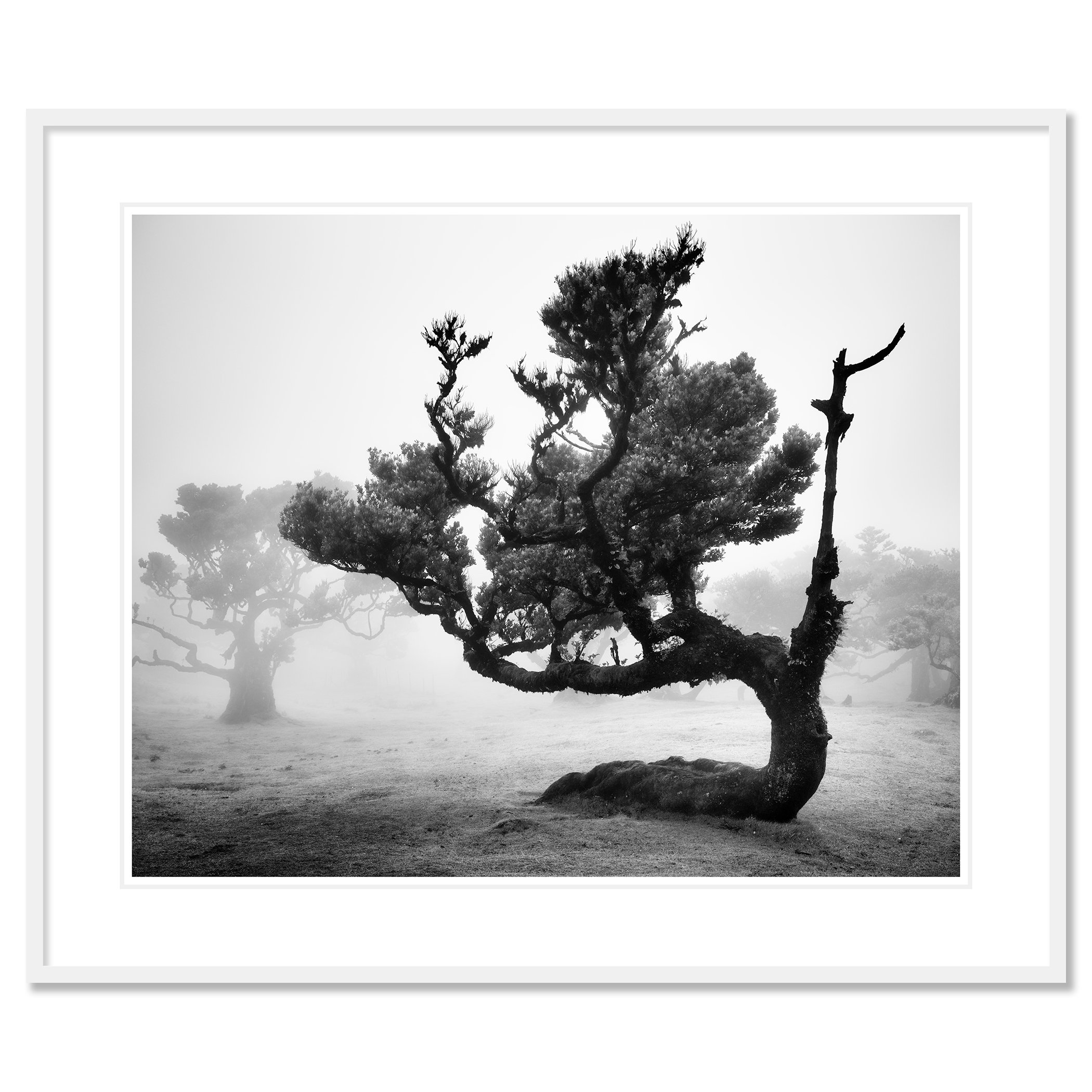 Ancient Laurisilva Forest Study 12 by Gerald Berghammer in a white aluminium frame with a white mount.