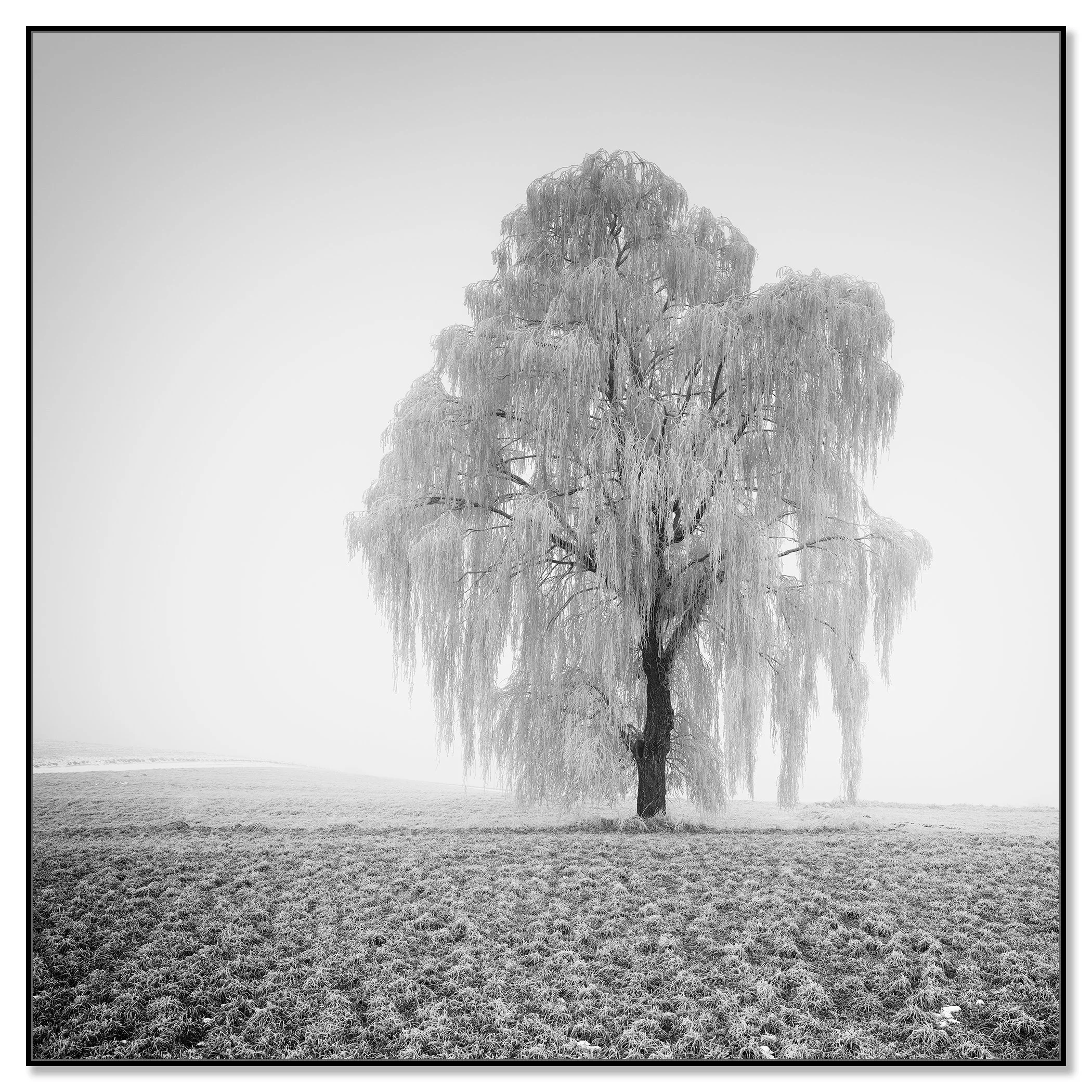 Frozen Willow Tree Study 1 mounted on aluminium Dibond in a black ArtBox frame by Gerald Berghammer.