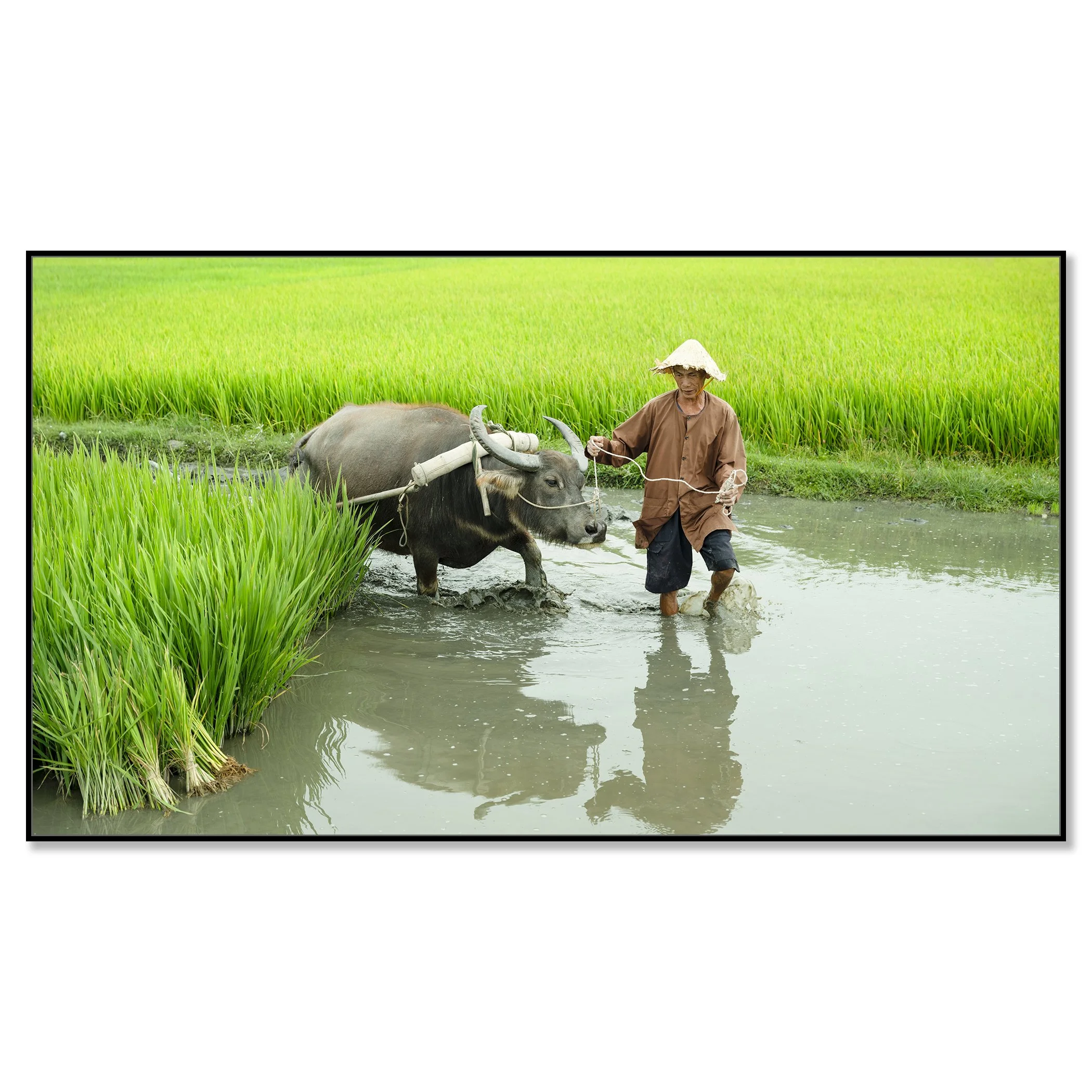 Rice Farmer with Water Buffalo displayed on aluminium Dibond in a black aluminium ArtBox frame by Gerald Berghammer.