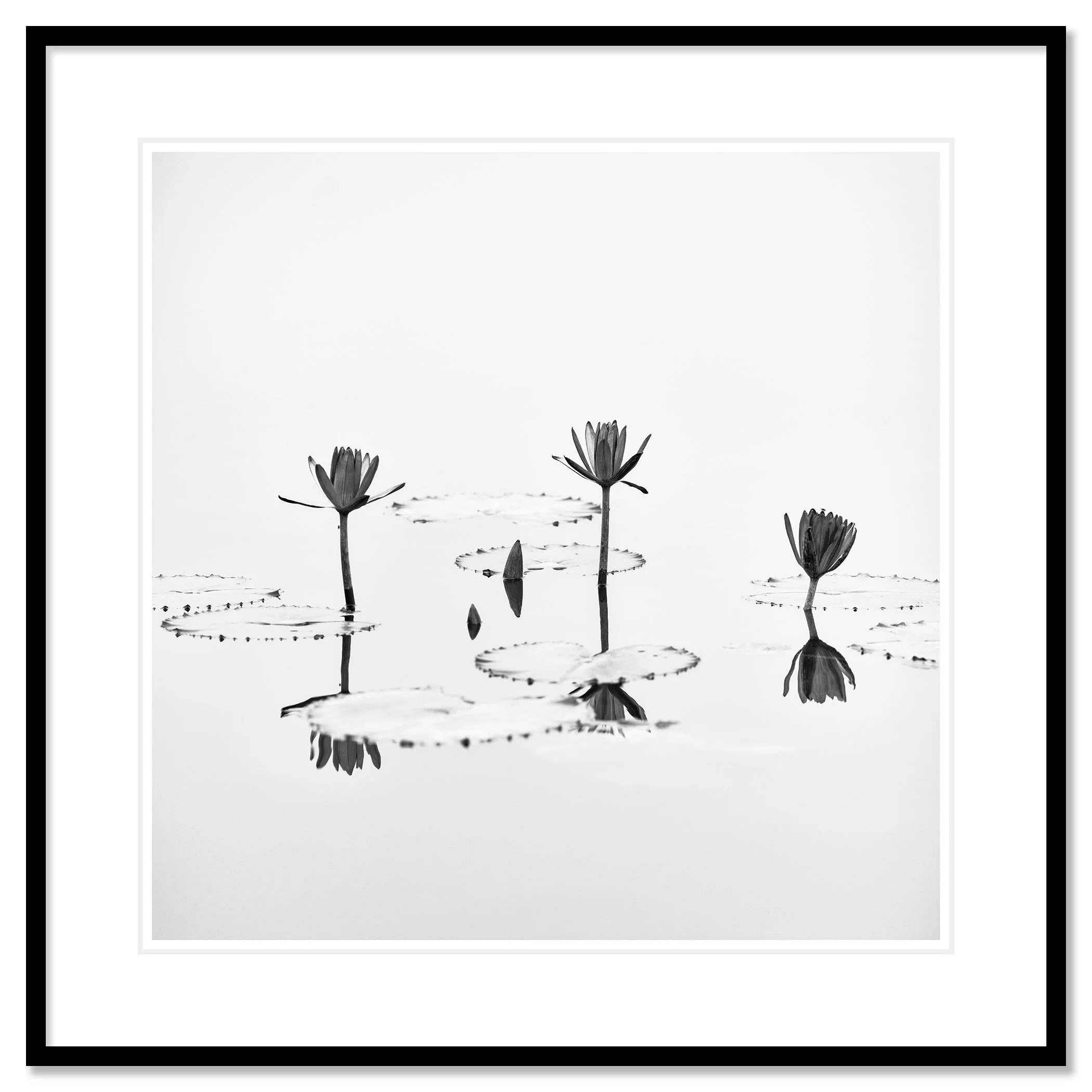 Lotus Flower Study 1 – archival pigment print in a black aluminium frame with a white mount by Gerald Berghammer.