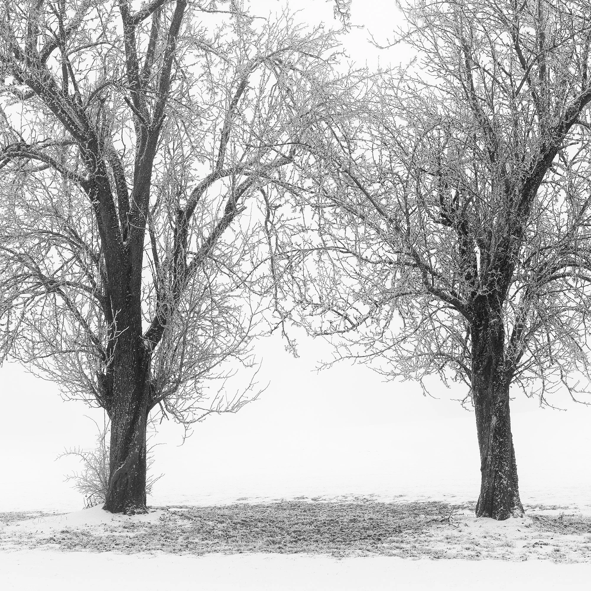 Close-up detail of two frosted tree trunks and interlacing branches in Still Winter Morning Study 1 – Austria