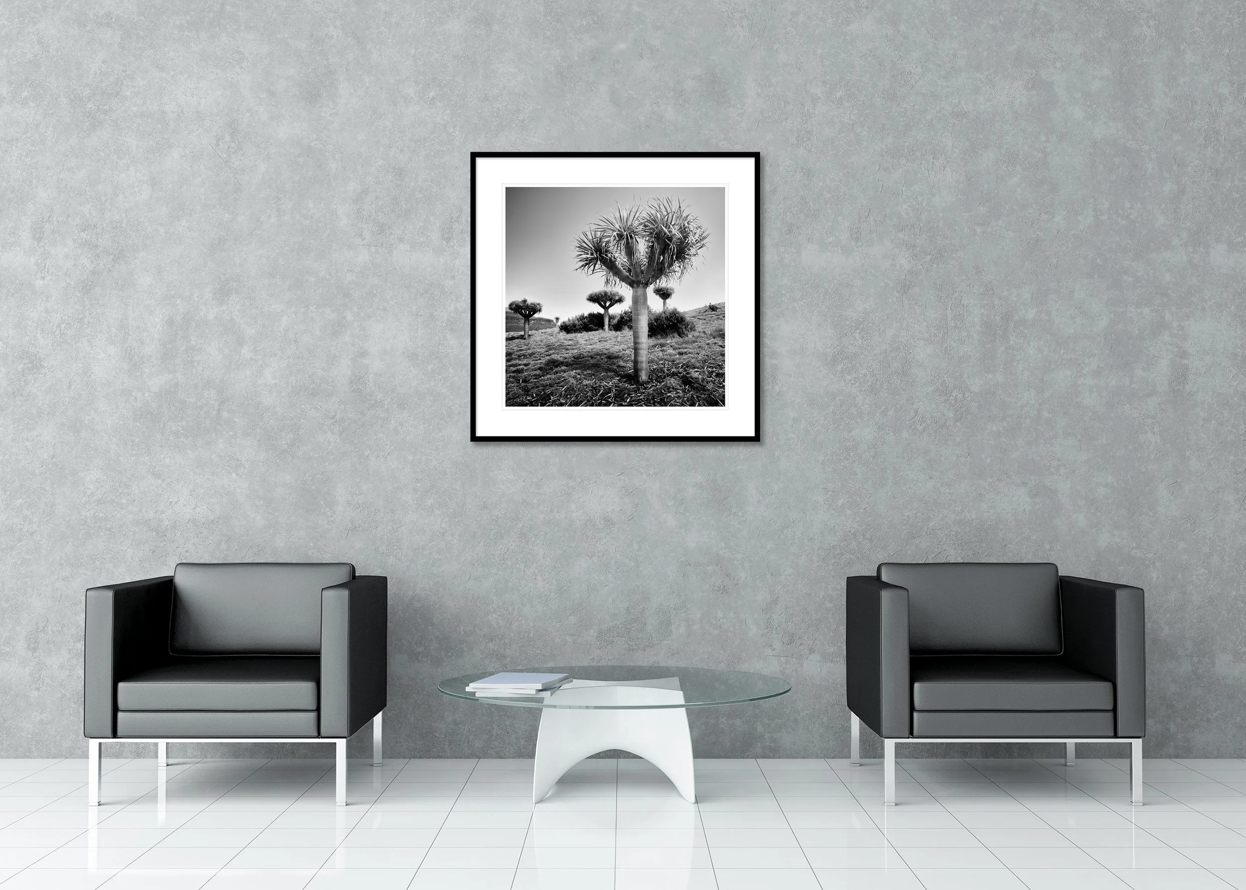 Dragon trees on a grassy hillside in a black and white landscape, archival pigment print in a classic frame with a mount