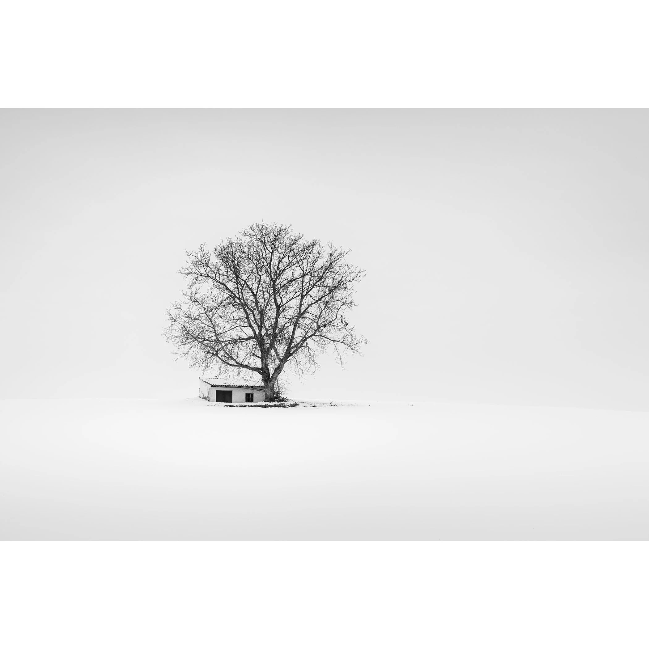Minimalist black-and-white winter landscape photograph of a wine press house and leafless tree in Austria by Gerald Berghammer.