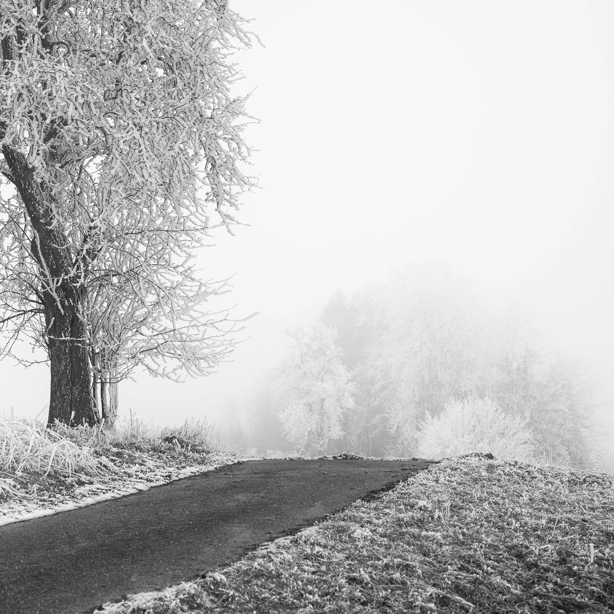 Detail of Frozen Farmland Study 3 by Gerald Berghammer, highlighting subtle monochrome tones and atmospheric winter fog.