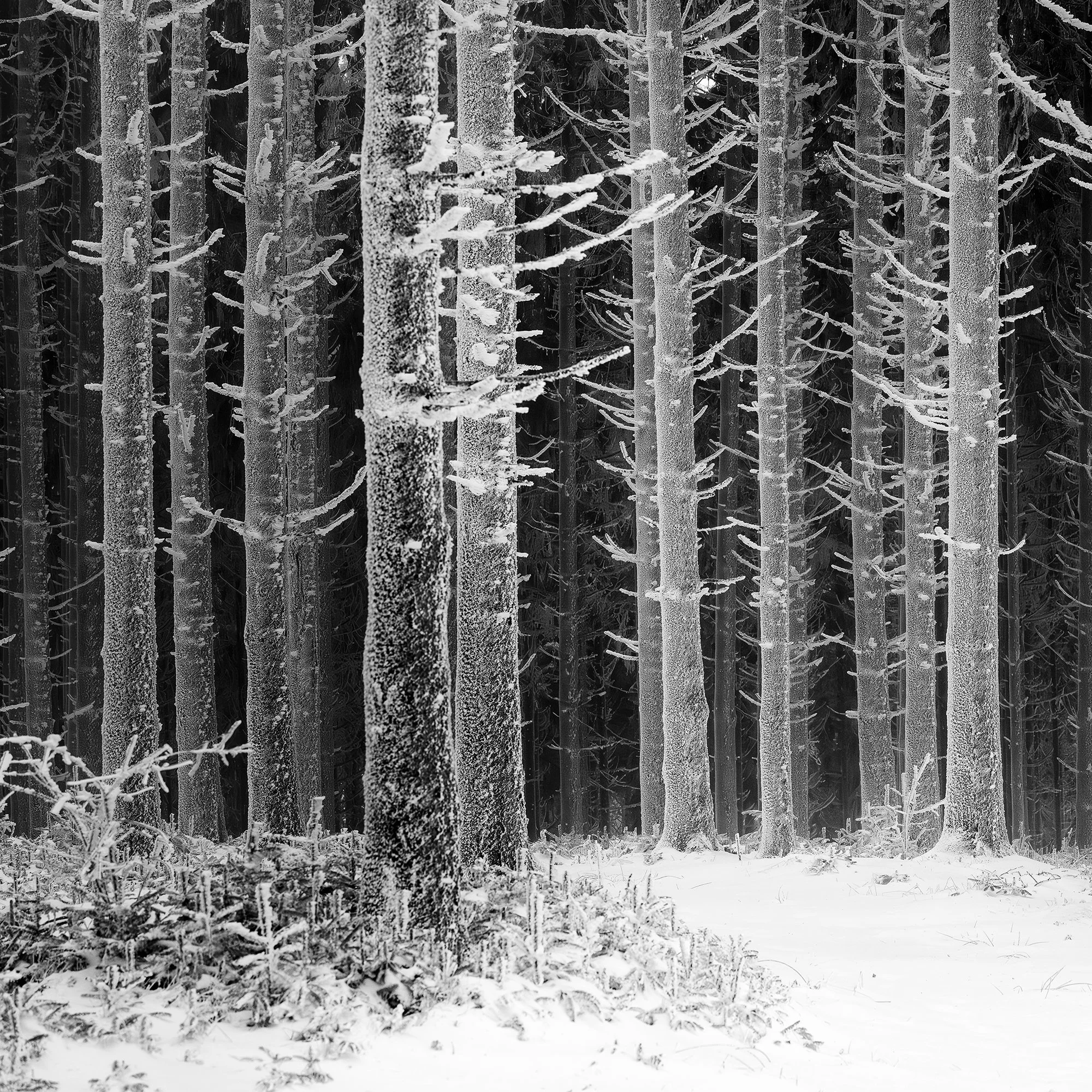 Detail of frost-covered branches and tree trunks beside a snow-covered forest path in Austria, by Gerald Berghammer.