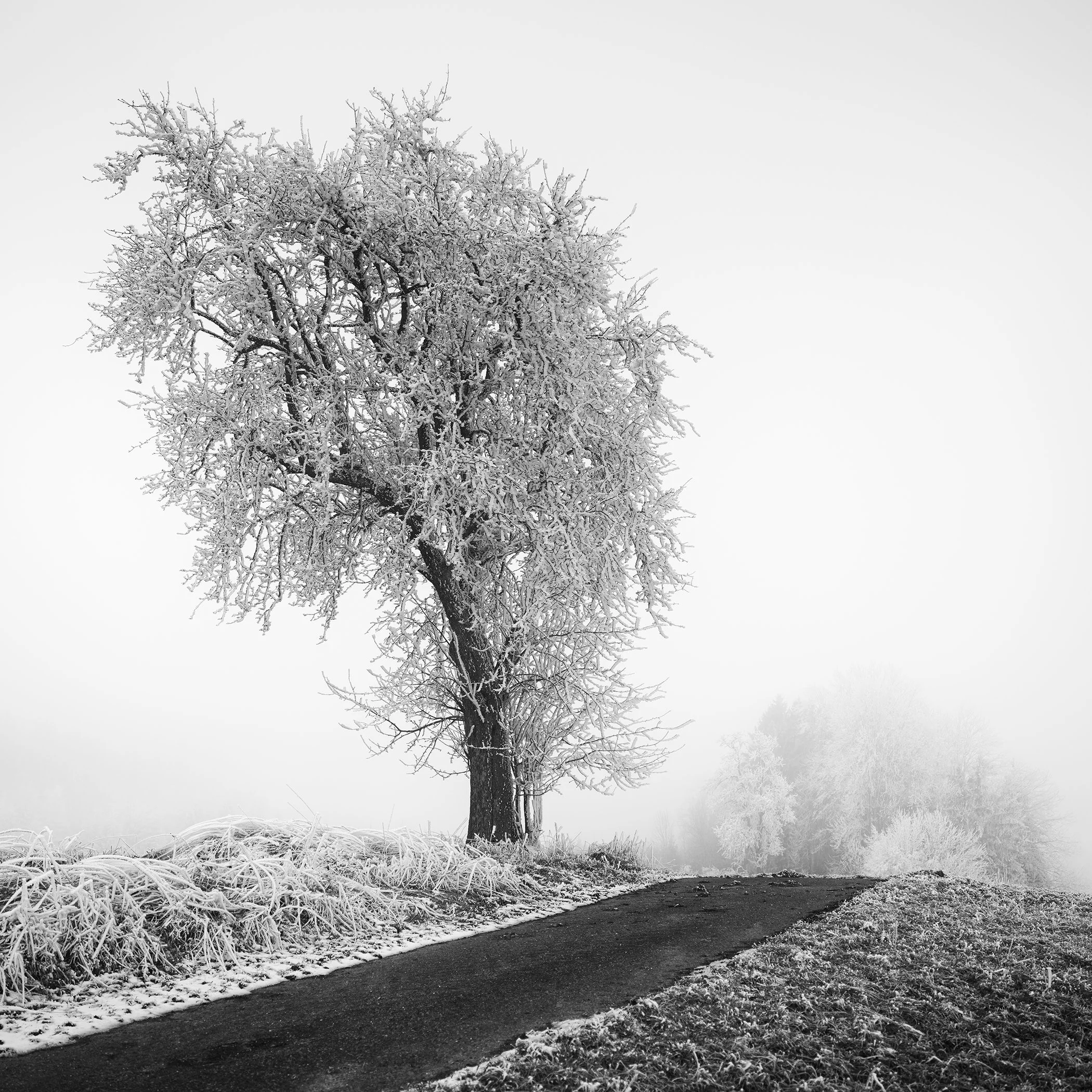 Frost-covered tree standing next to a narrow countryside road in thick fog
