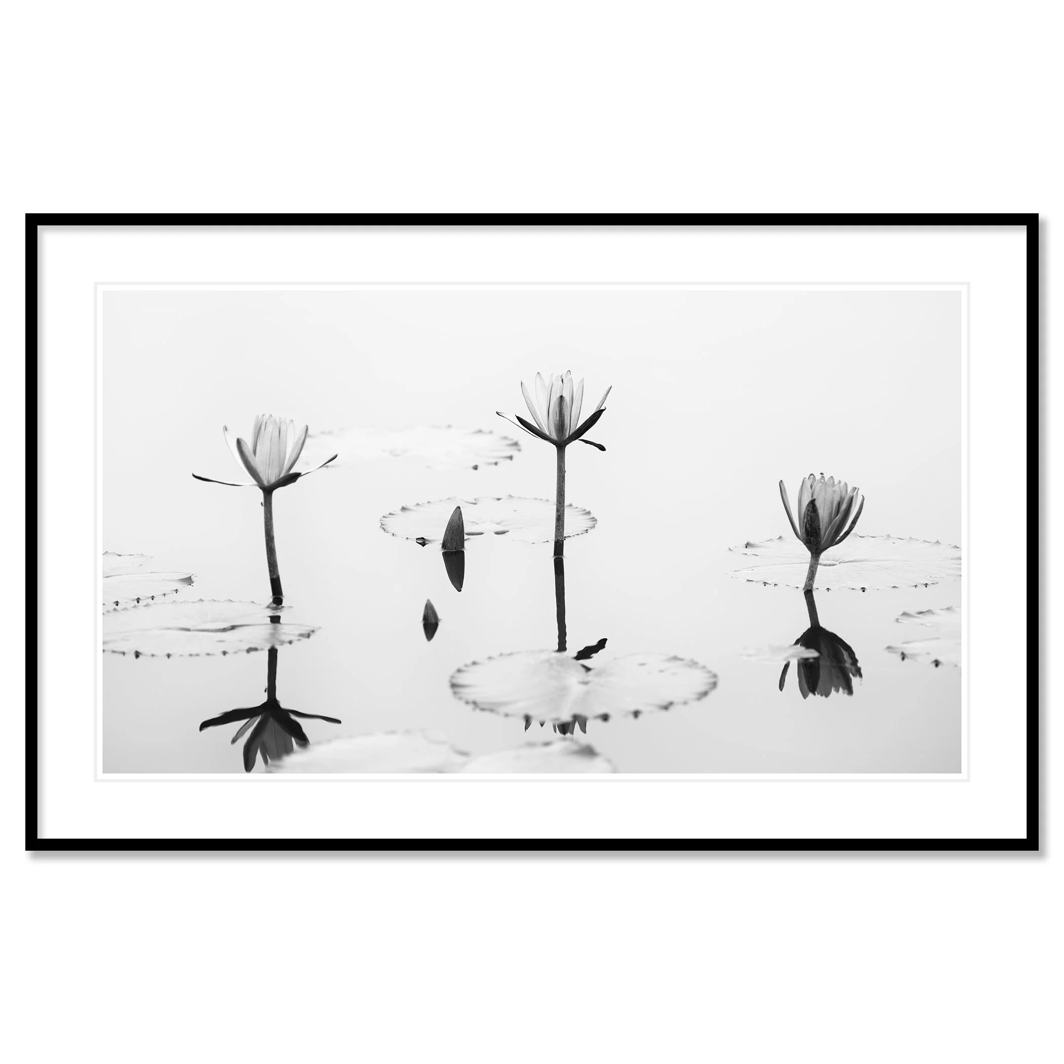 Lotus Flower, Panorama Study 2 – archival pigment print in a black aluminium frame with a white mount by Gerald Berghammer.