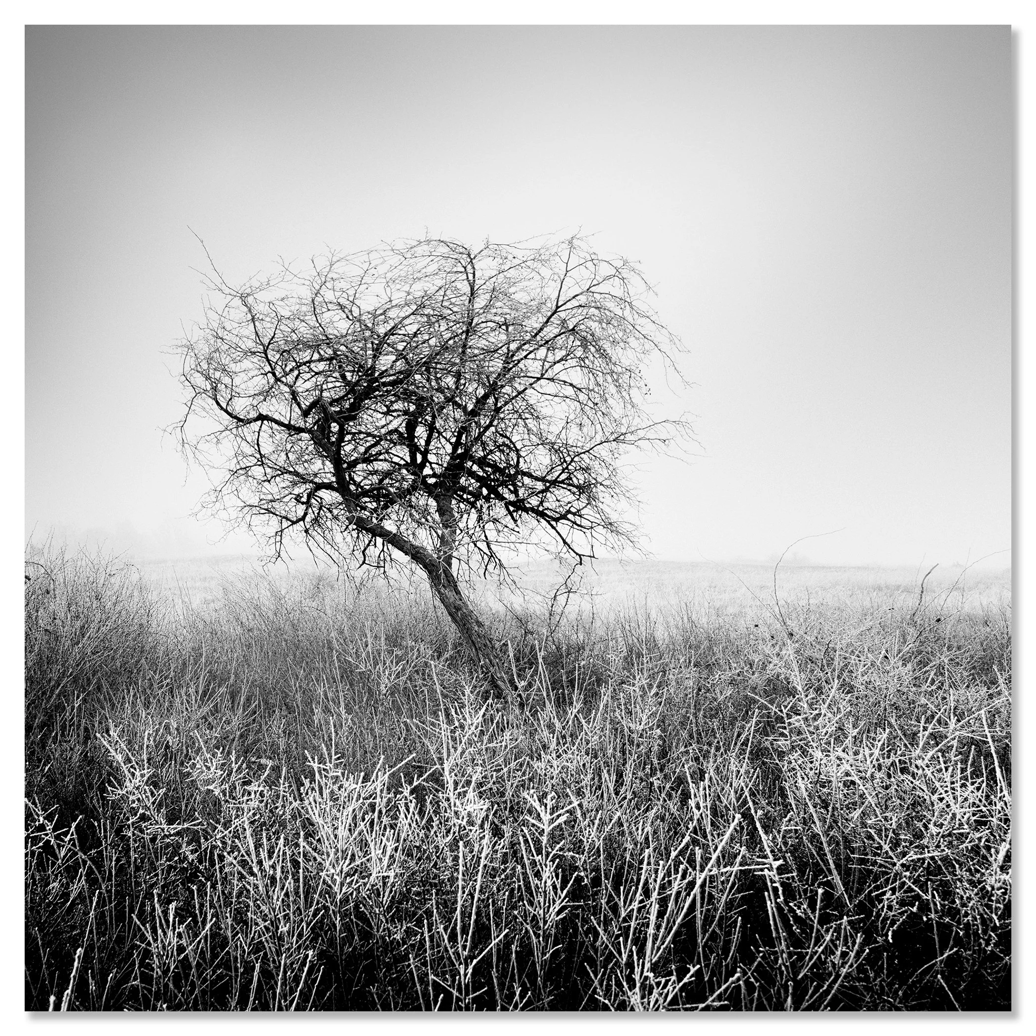 Tree in Hoarfrost Study 1 – Hungary, black-and-white photo print mounted frameless on aluminium Dibond by Gerald Berghammer.