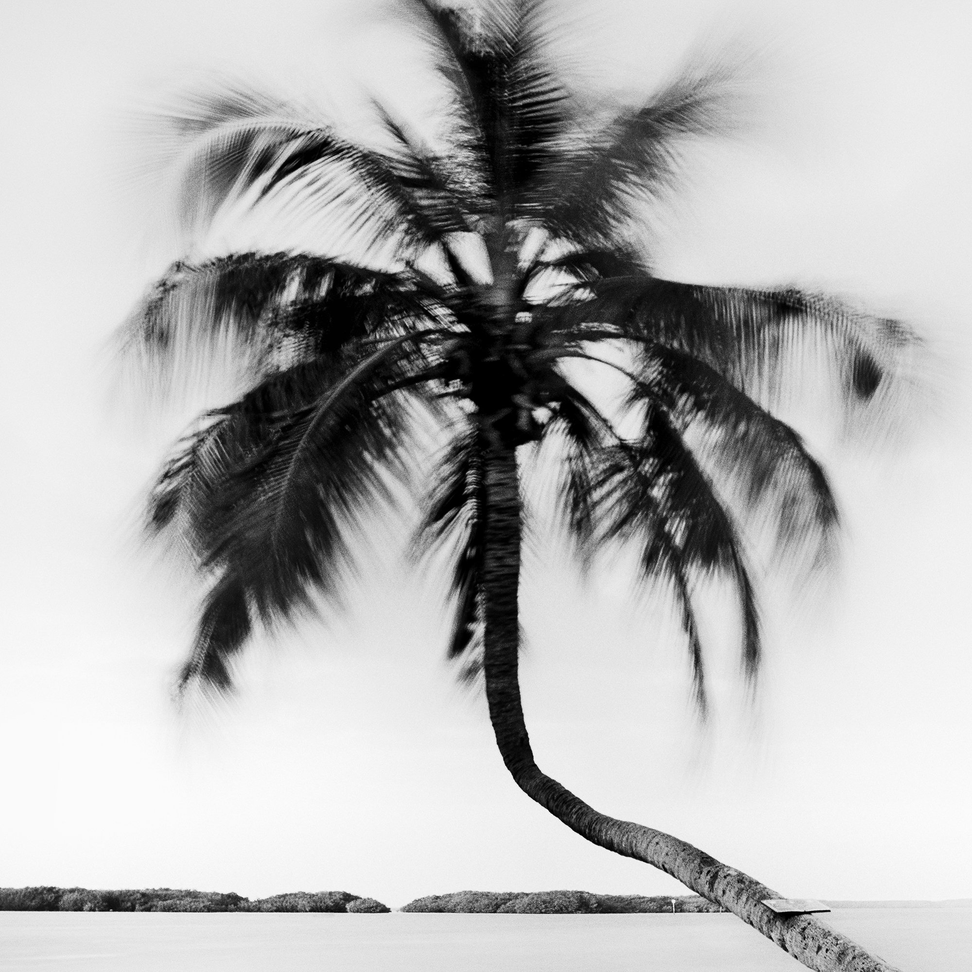 Detail of Bent Palm Study 1 showing the palm crown and curved trunk in black-and-white by Gerald Berghammer.