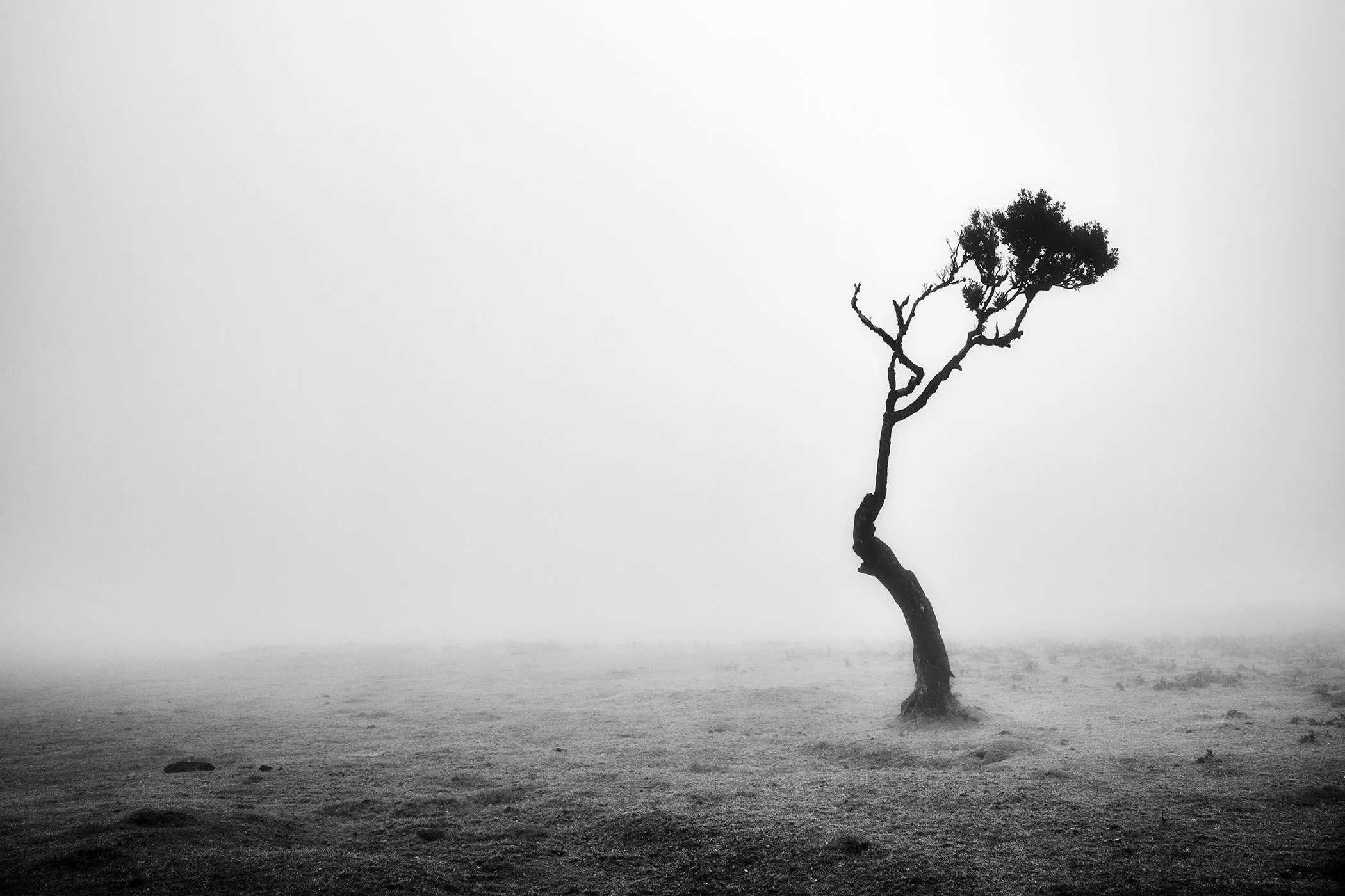 Lonely Tree in the Fog by Gerald Berghammer, solitary windswept tree in the misty landscape of Fanal, Madeira, Portugal.