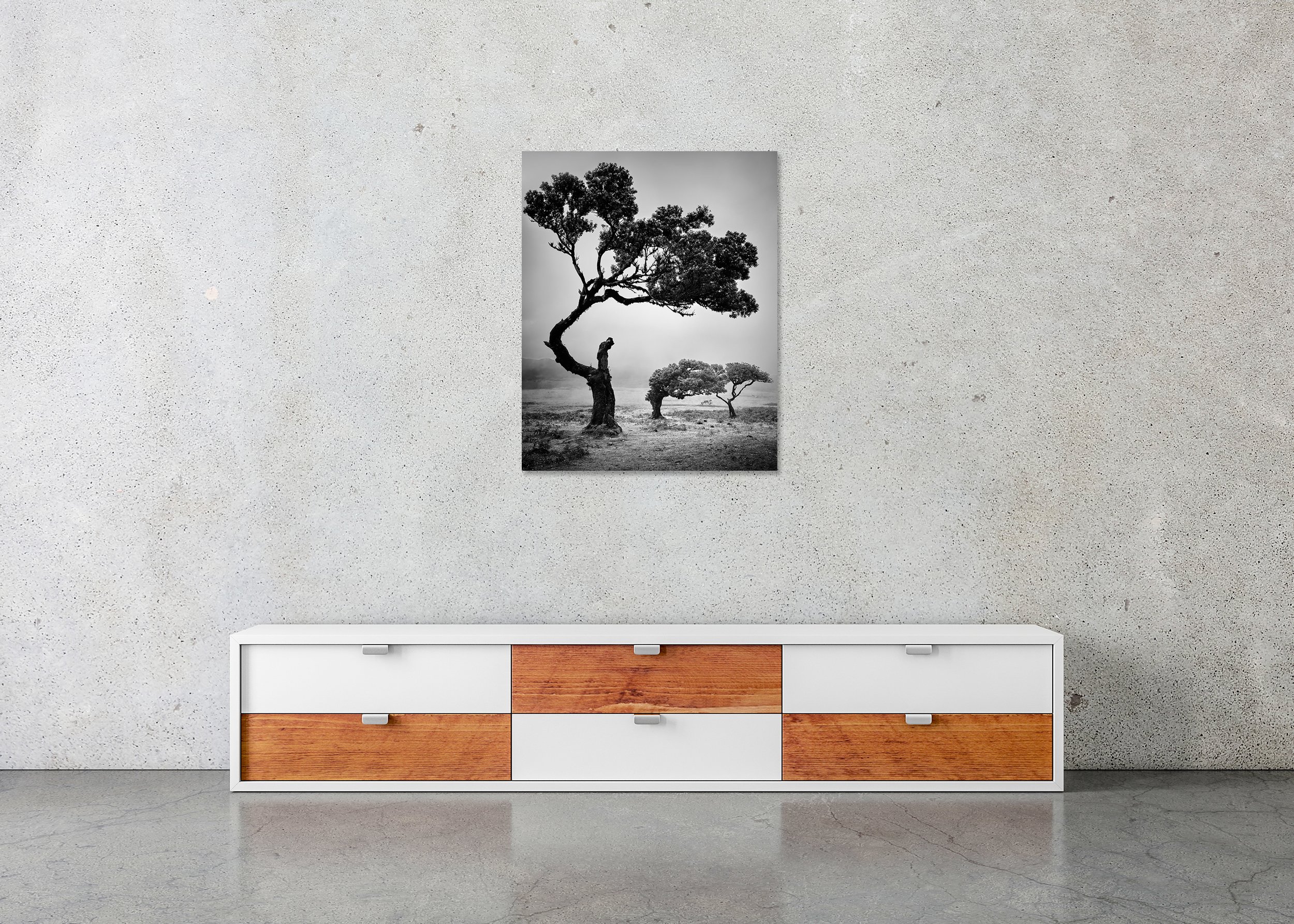 Ancient Laurisilva Forest Study 5 displayed in a modern interior as a frameless black-and-white aluminium Dibond print by Gerald Berghammer.