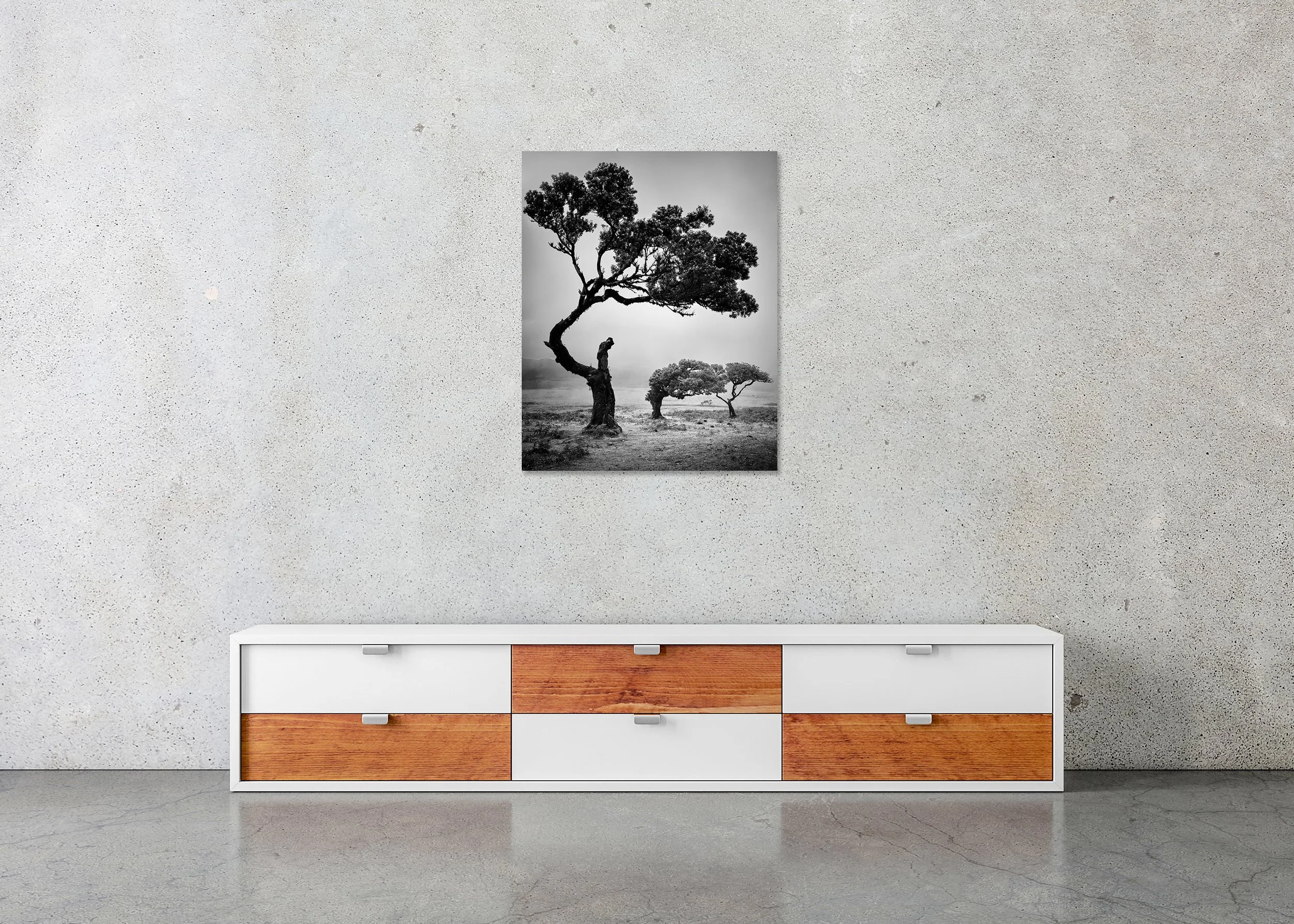 Black and white landscape photograph of wind-shaped trees on an open plain in Madeira, dramatic minimalist style, photo print mounted to Dibond, frameless.