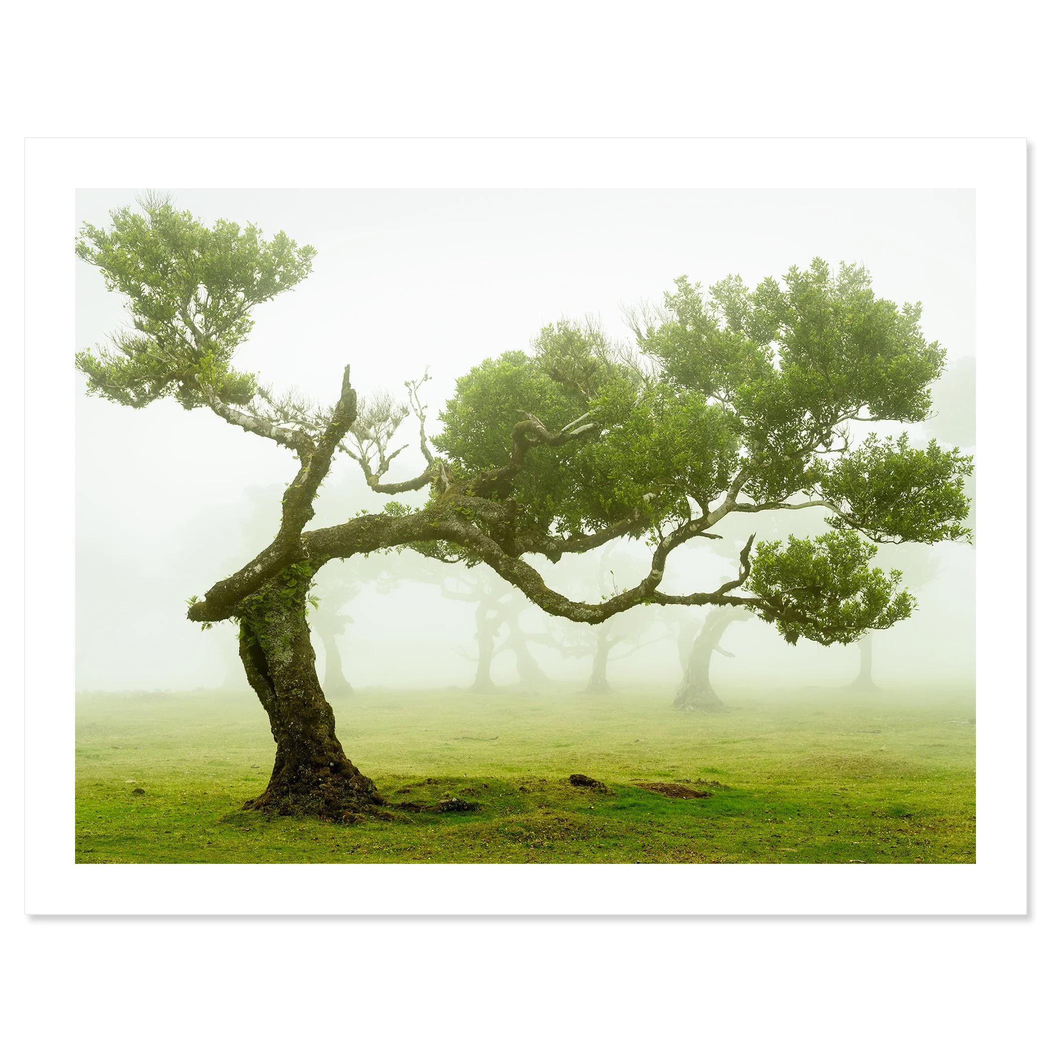 © 2021 Gerald Berghammer - A twisted tree with green foliage standing alone on a grassy field, shrouded in fog. Fine art print only