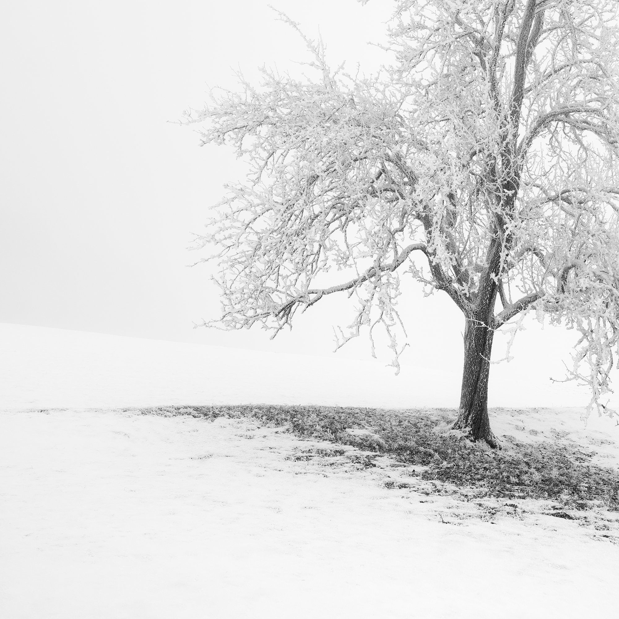 Frosted Winter Tree – Austria, close-up detail of frost-covered branches