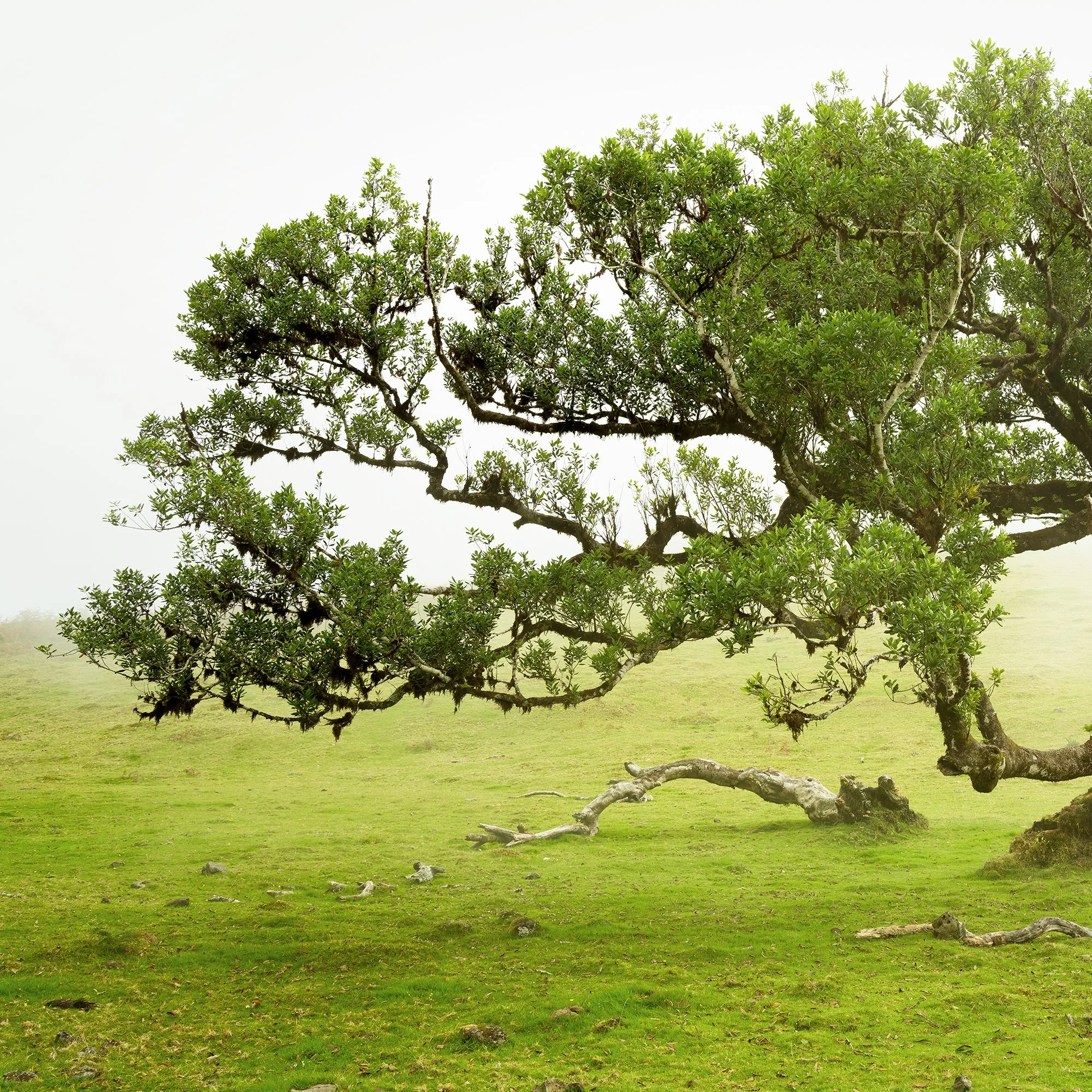 © 2021 Gerald Berghammer - A uniquely shaped large tree with lush green leaves grows on a grassy field with a foggy, misty background. Print detail 1