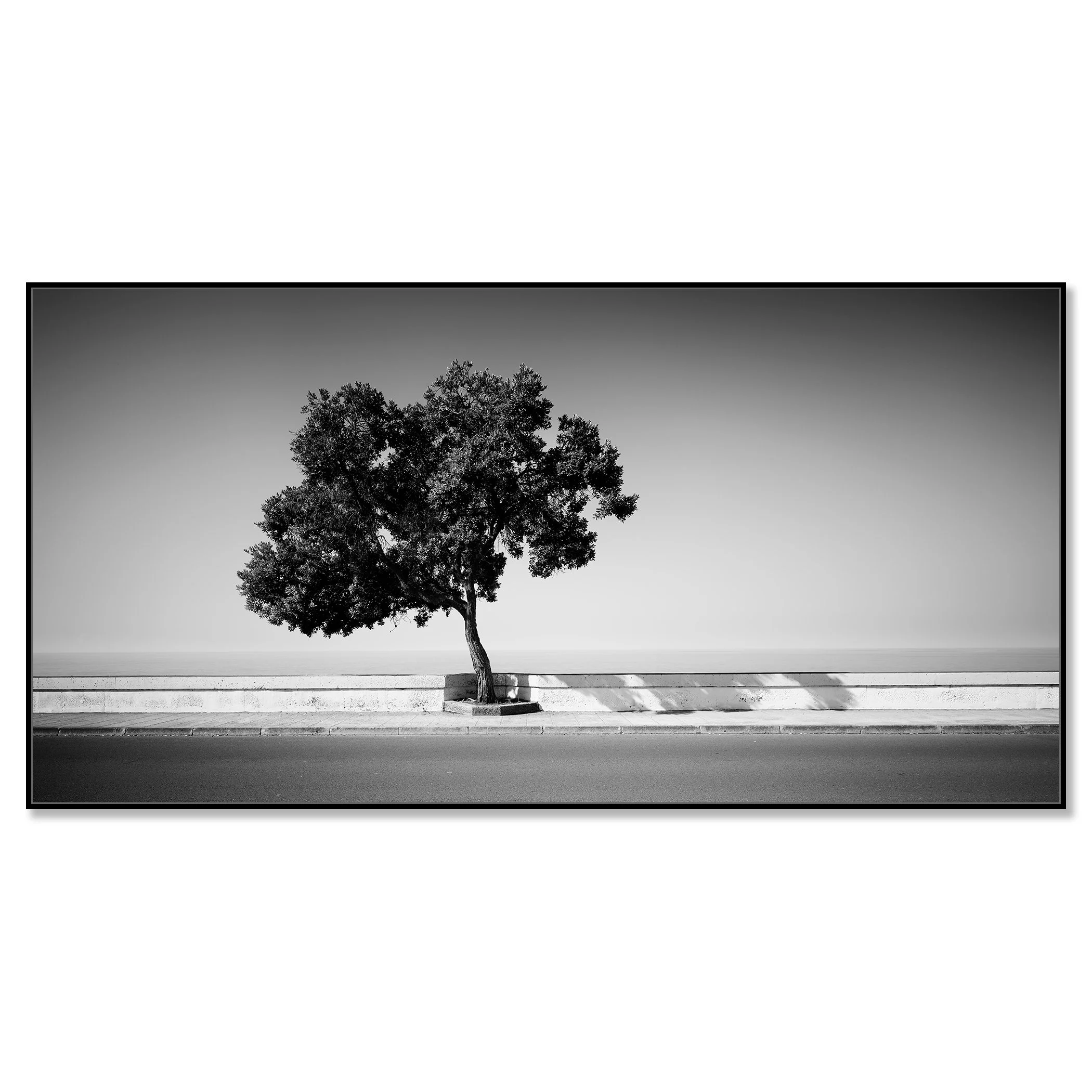 Tree by the Waterfront by Gerald Berghammer, black-and-white fine art photograph from Madeira mounted on aluminium Dibond in a black ArtBox frame.