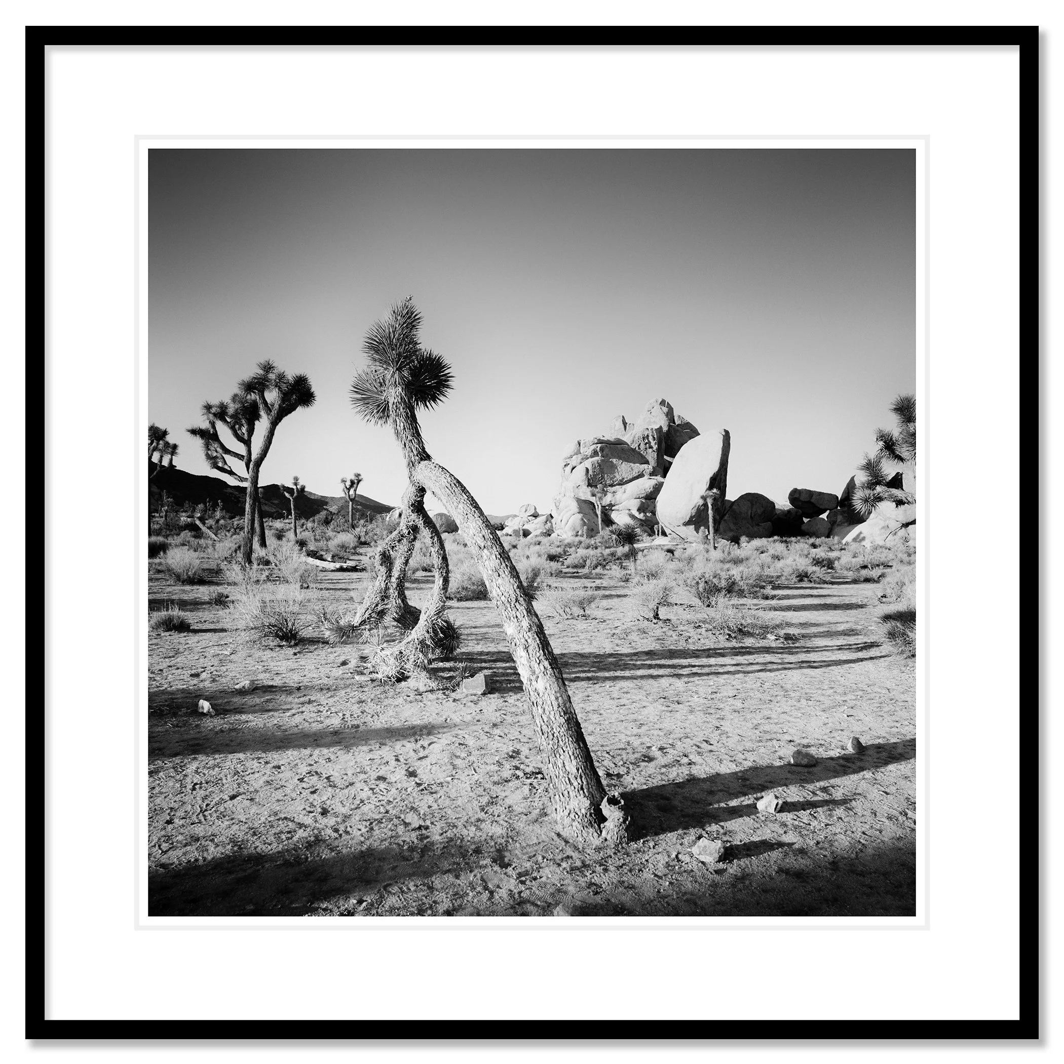 Gerald Berghammer - Black and white landscape photography. A desert scene with Joshua trees and large rock formations in California, USA. Classic framed black