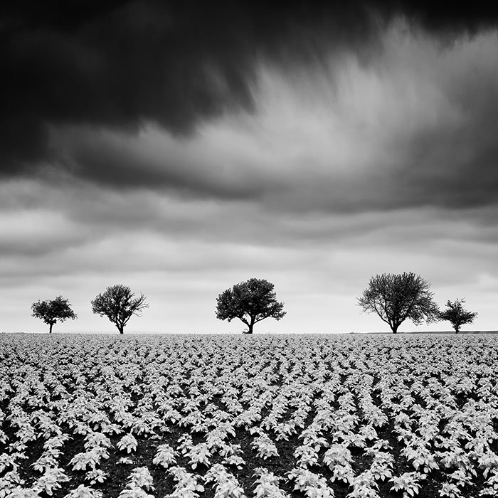 Potato Field with Cherry Trees – Study 2, Austria | Gerald Berghammer