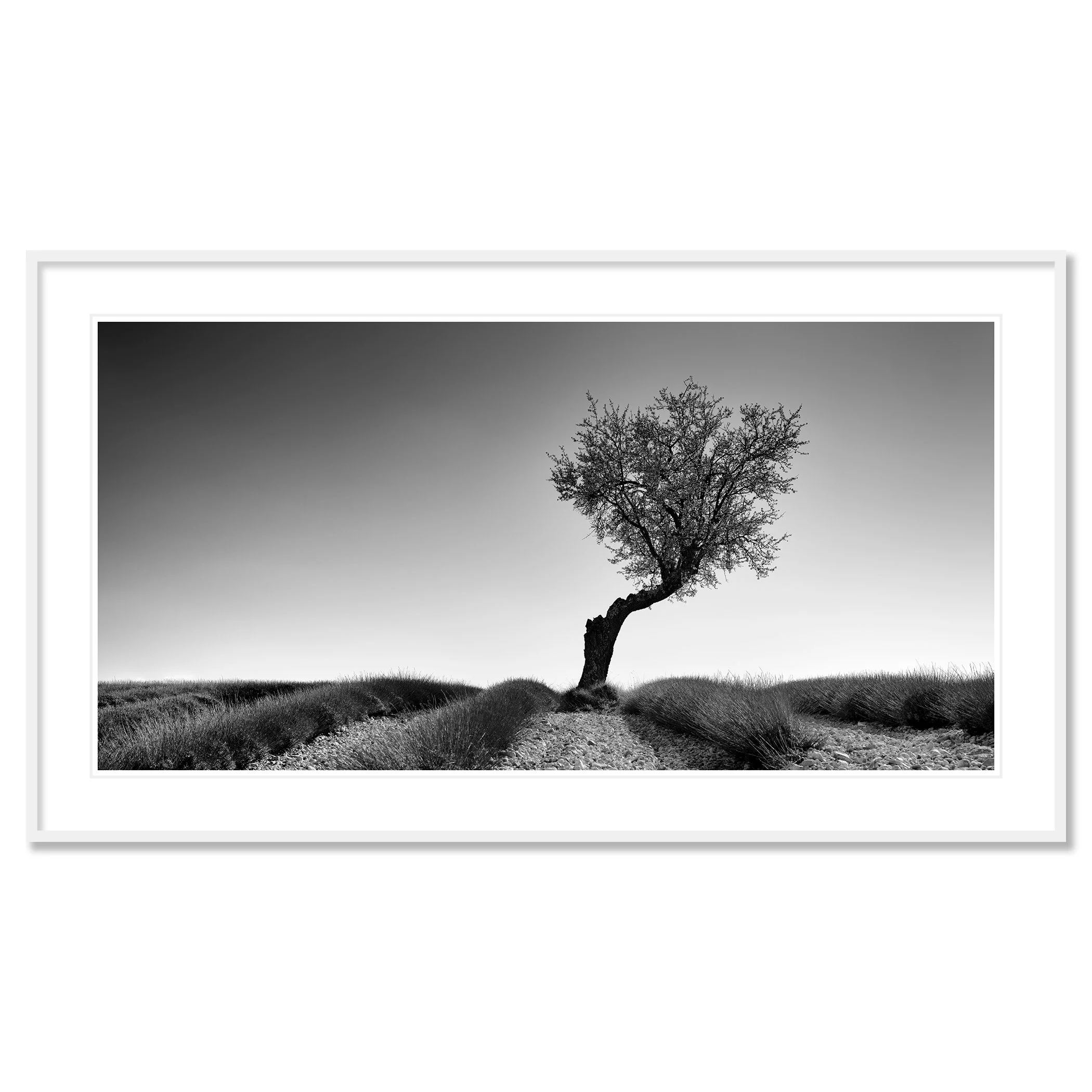 Lavender Field with Tree Panorama Study 1 by Gerald Berghammer, archival pigment print in a white aluminium frame with white mount.