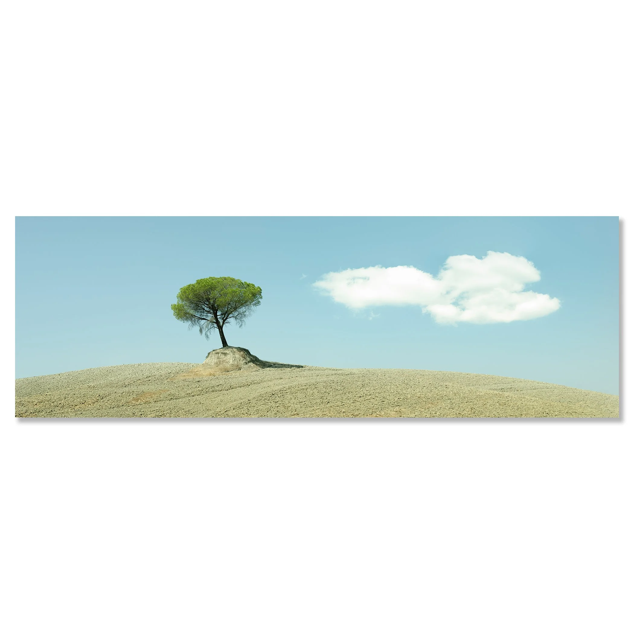 Solitary tree in Tuscany standing on a barren hill with soft white clouds – dibond frameless