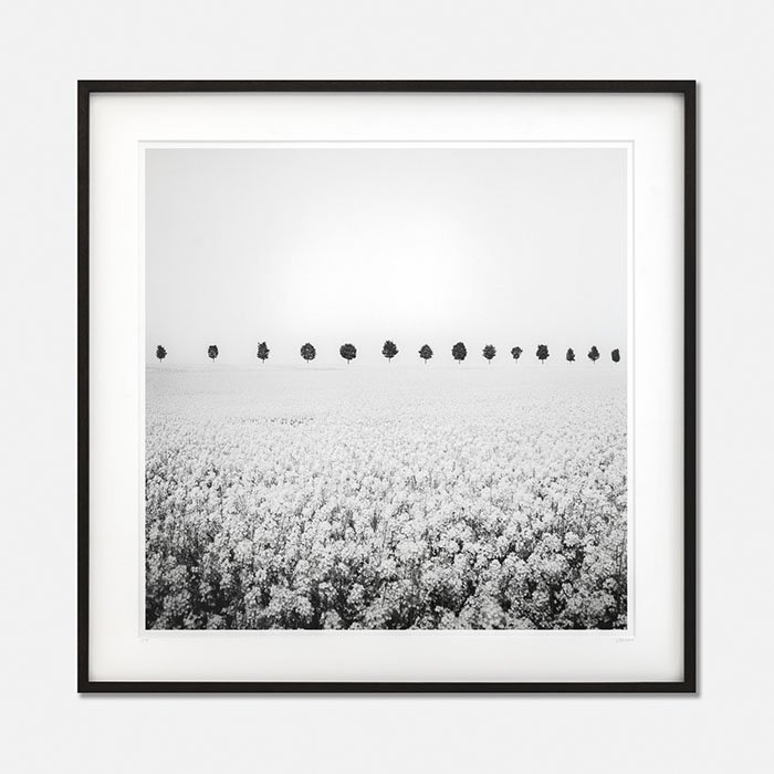 Brassica Napus Study 1, France, Edition 1/9
