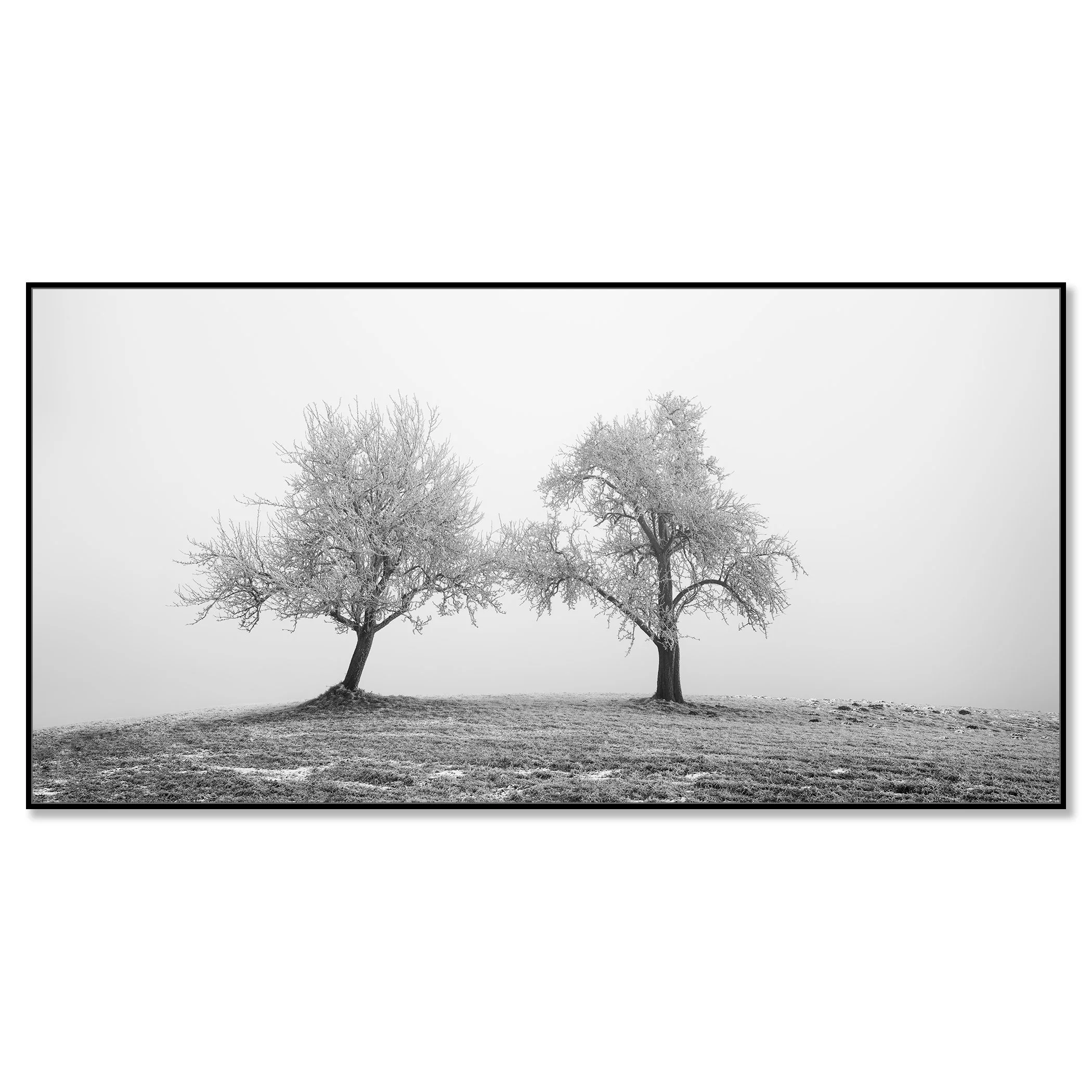 Two Lonely Frozen Trees Panorama by Gerald Berghammer, mounted on aluminium Dibond in a black ArtBox frame.