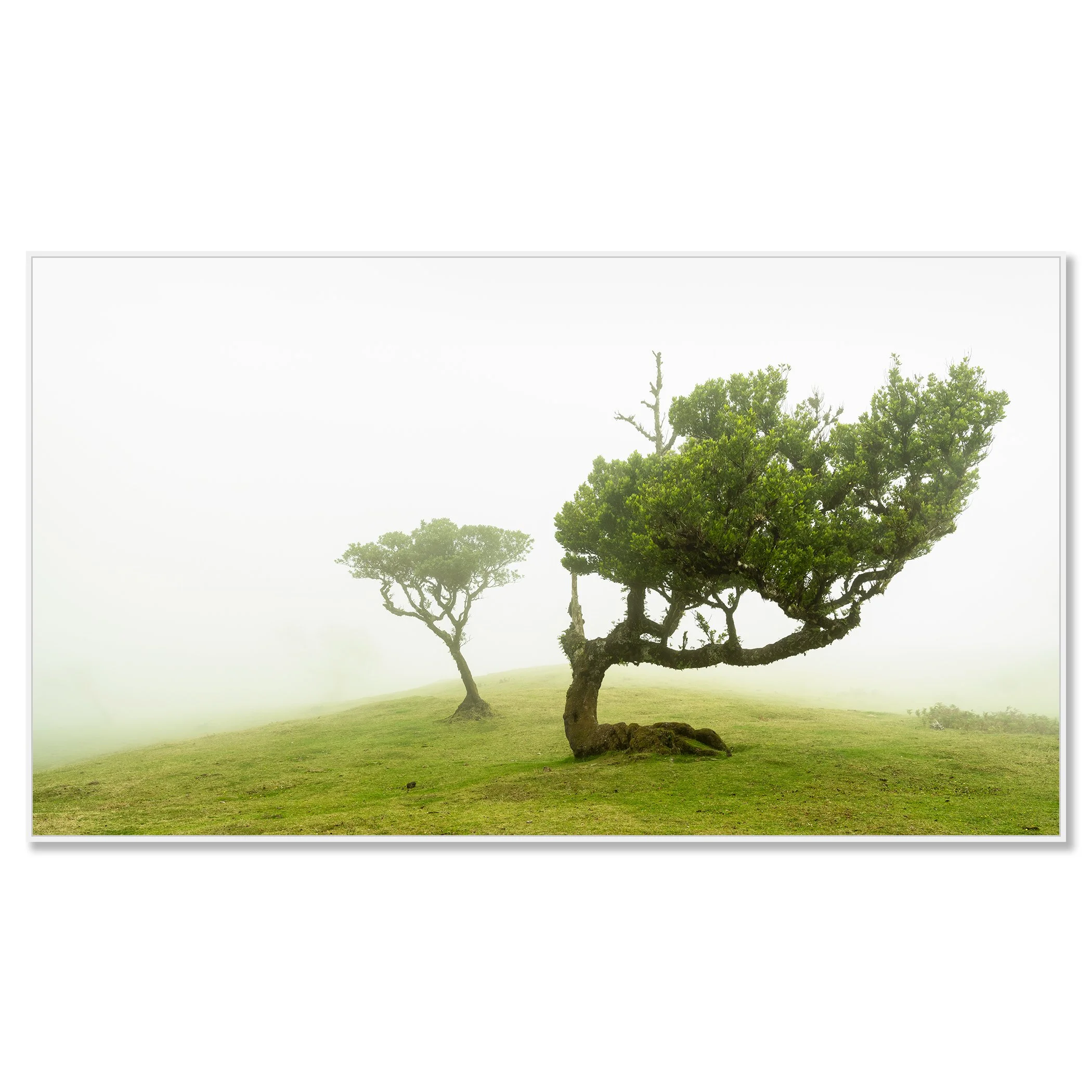 © 2021 Gerald Berghammer - Two windswept trees on a grassy hill enveloped in fog. Chromaluxe framed white