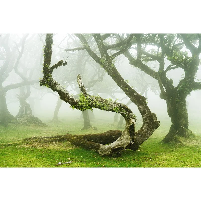 Gerald Berghammer - Mystical Twisted Laurel Trees Study 1, Portugal