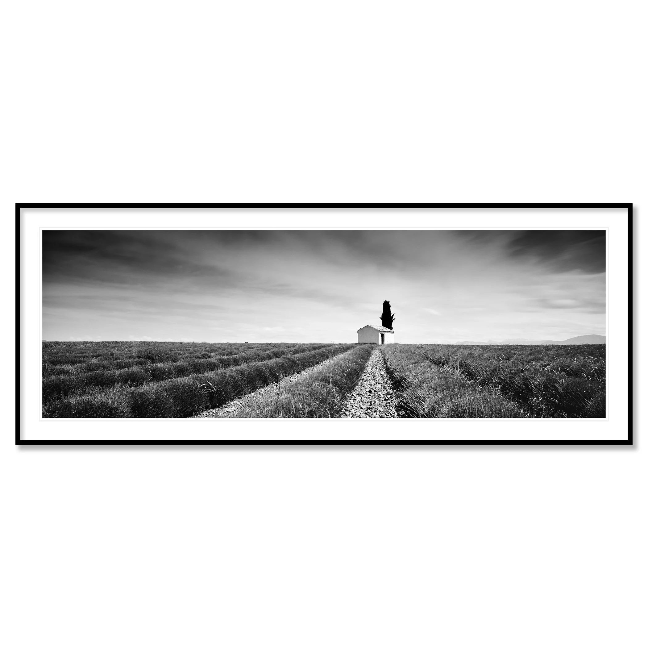 Gerald Berghammer - Black and white landscape photography. Lavender field with a dirt path to a small house and a tall tree, under a sky with moving clouds. Classic framed black