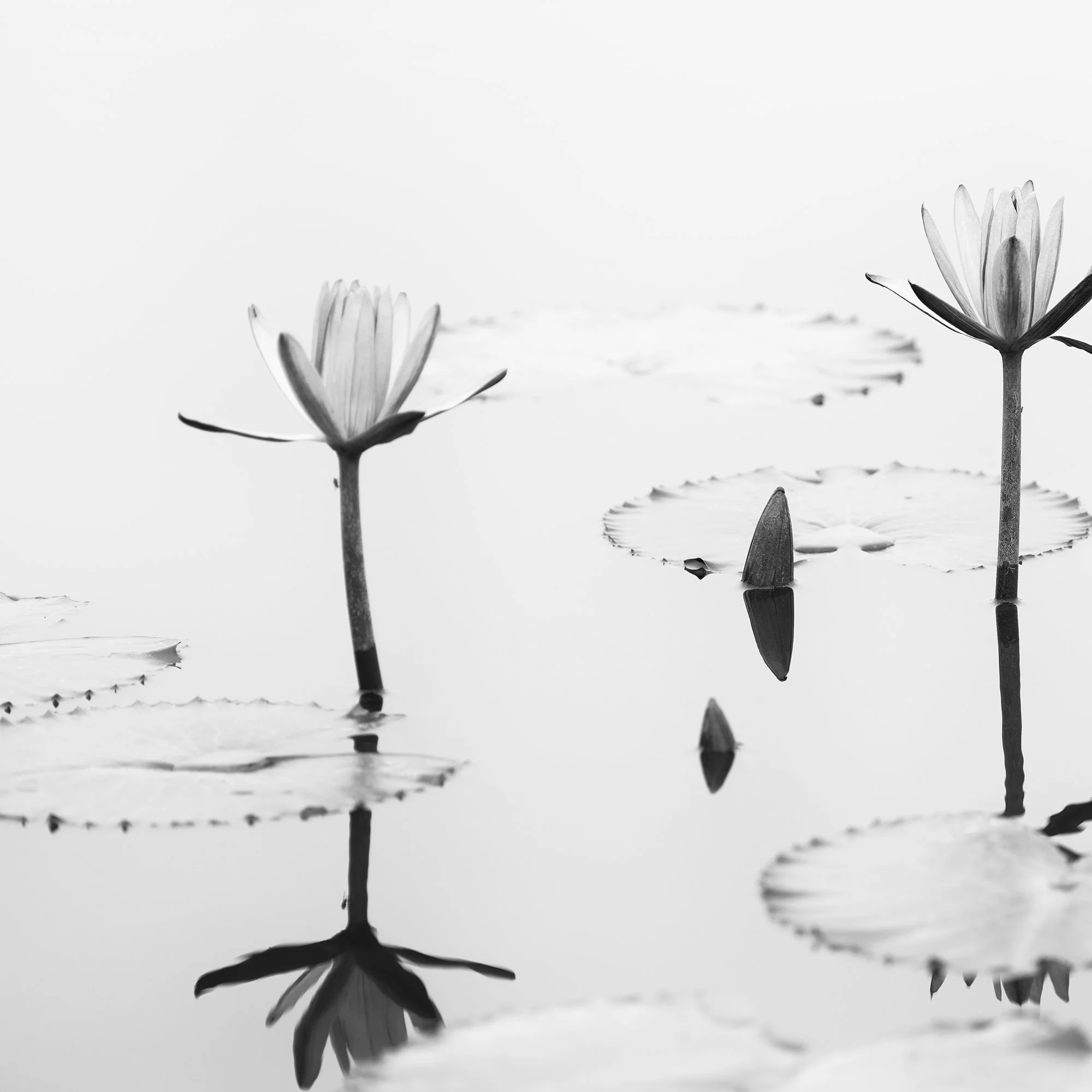 Lotus Flower, Panorama Study 2 – detail showing two lotus flowers, leaves and reflections in still water in Vietnam by Gerald Berghammer.