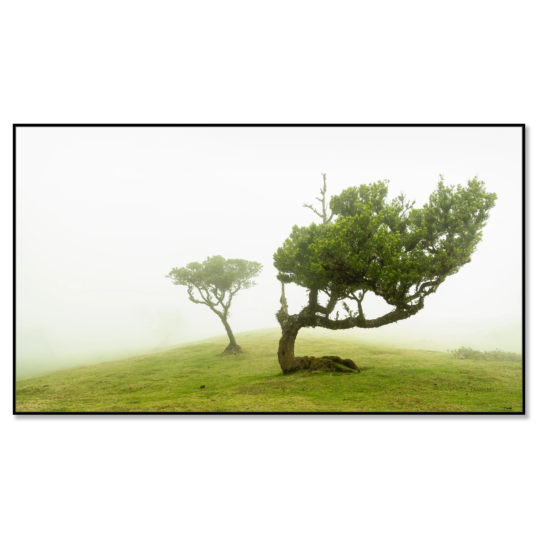 © 2021 Gerald Berghammer - Two windswept trees on a grassy hill enveloped in fog. Chromaluxe framed black