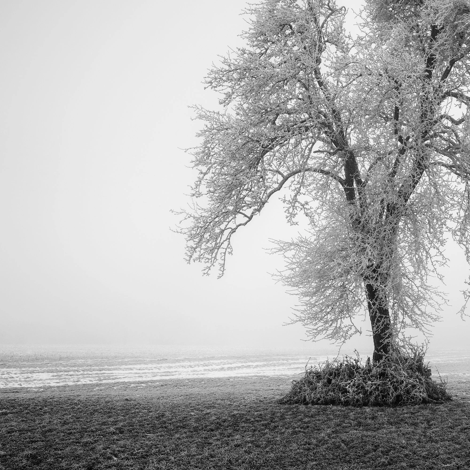 Detail of the frost-covered branches and trunk of Hoarfrosted Lonely Tree, Study 1 by Gerald Berghammer.